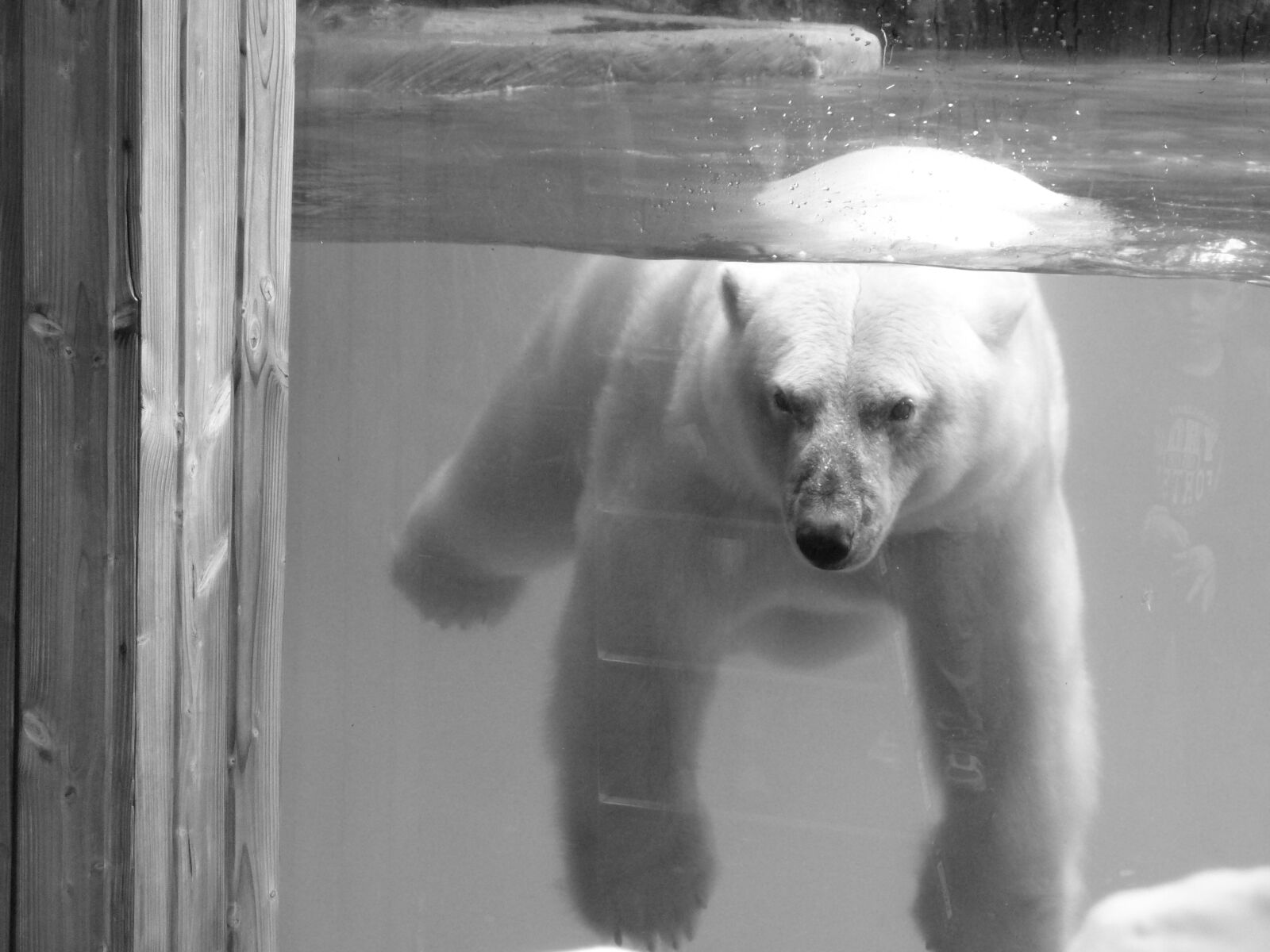 Panasonic DMC-TZ7 sample photo. Bear, animal, ice floe photography