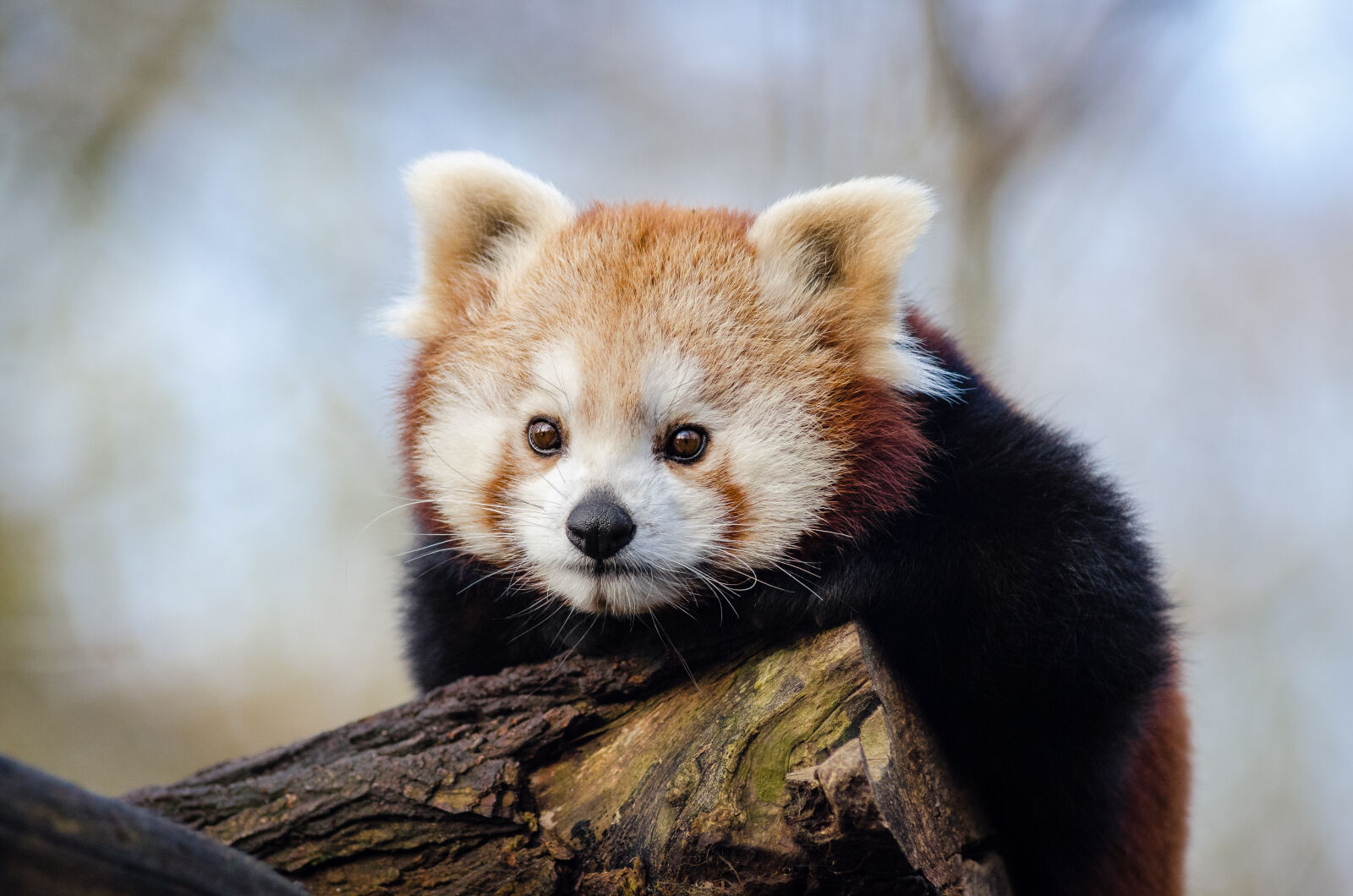 AF Zoom-Nikkor 80-200mm f/2.8 ED sample photo