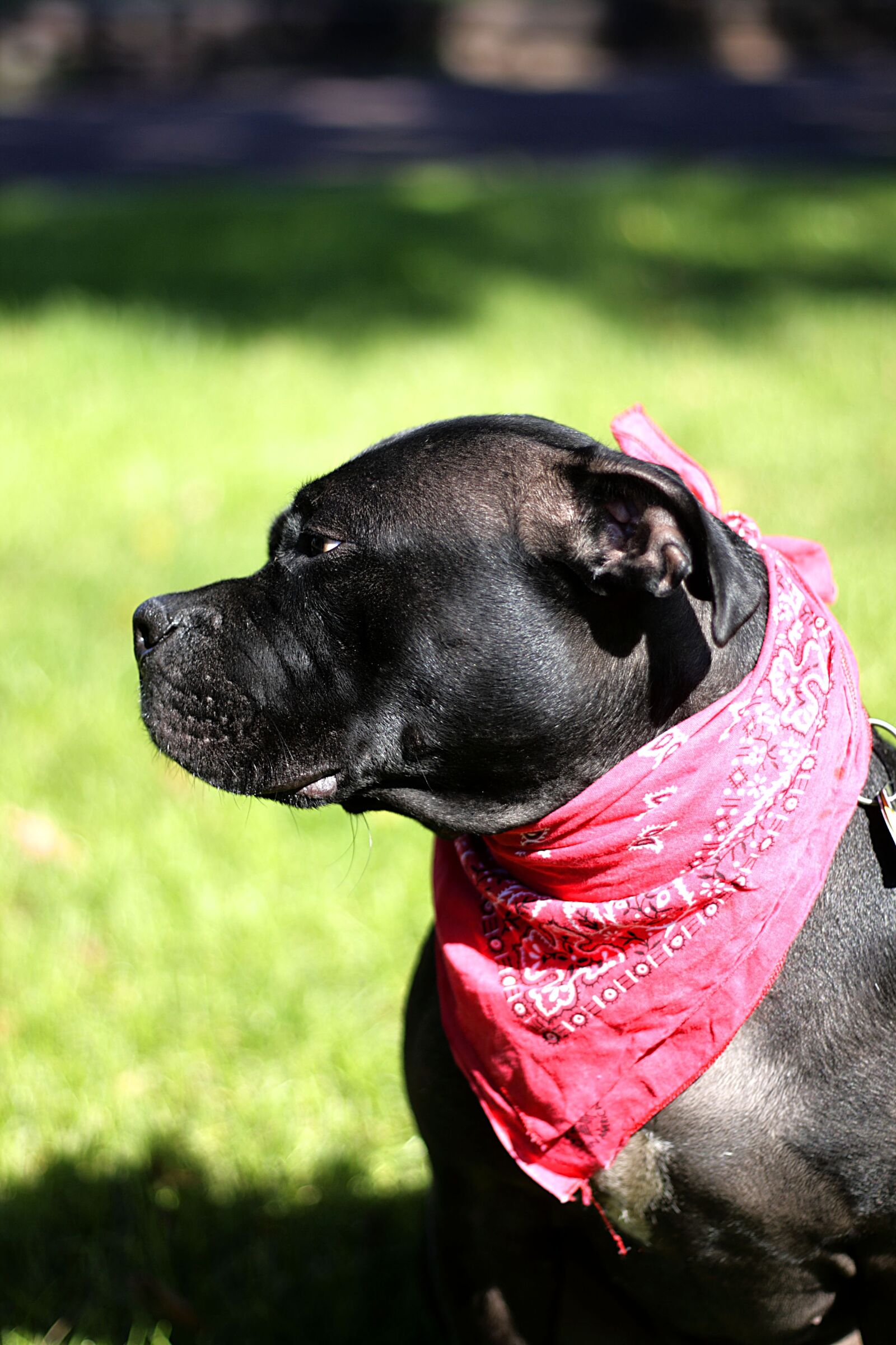 Canon EOS 400D (EOS Digital Rebel XTi / EOS Kiss Digital X) sample photo. Dog, bandanna, animal photography