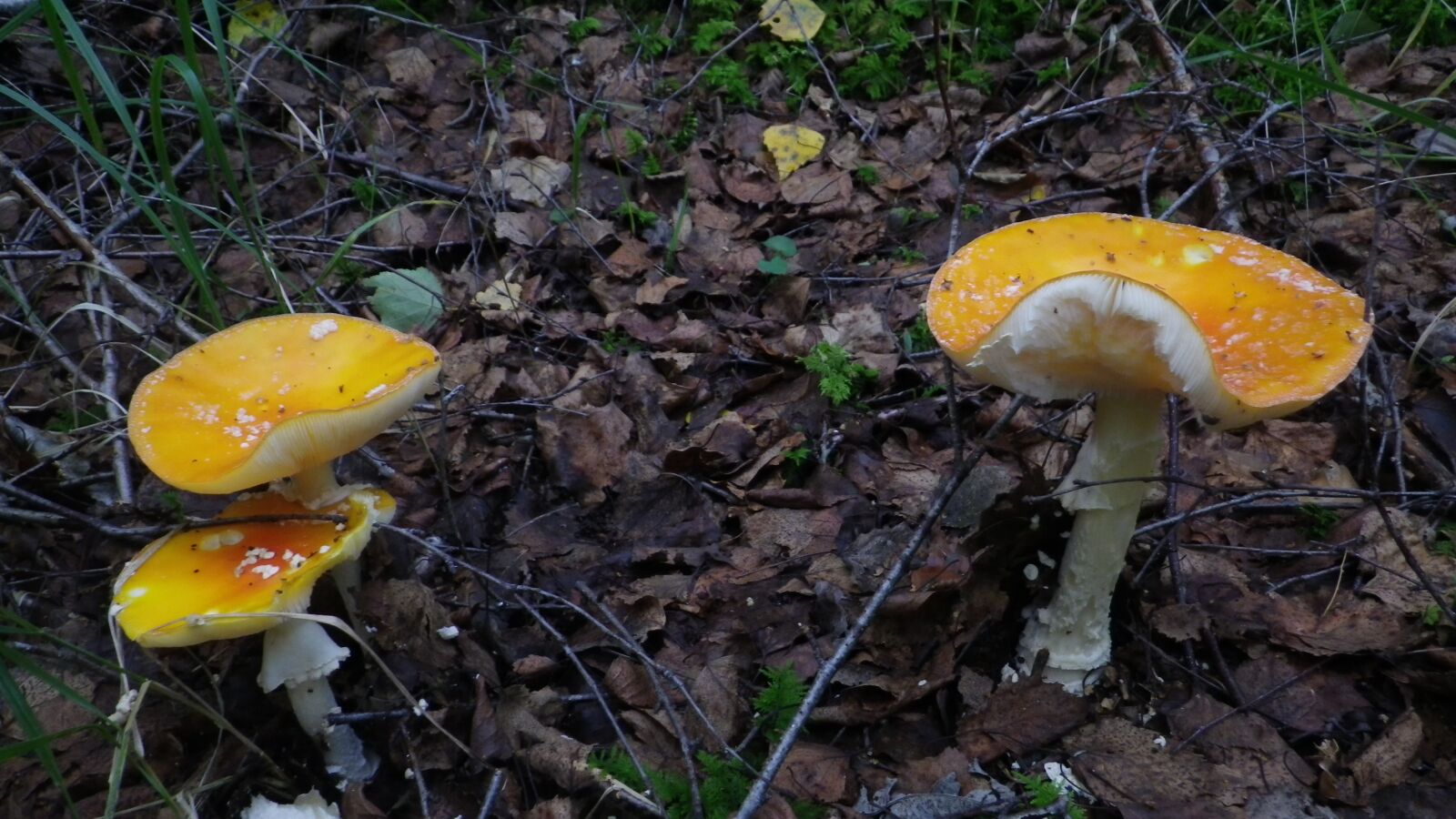 Pentax Optio WG-1 sample photo. Forest, mushrooms, moss fliegenpliz photography