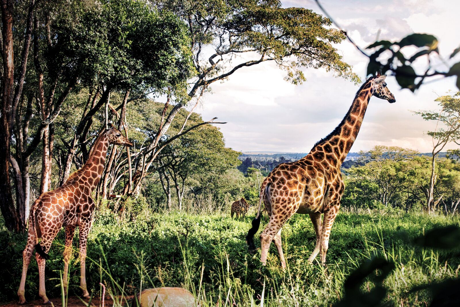 Nikon D3S sample photo. Animal, wild, wild life photography
