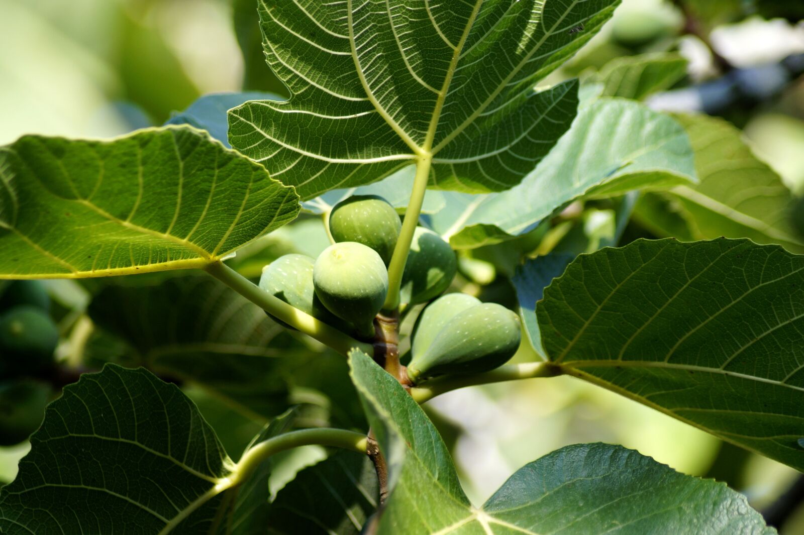 Sony SLT-A58 sample photo. Fig tree, fig, fruit photography