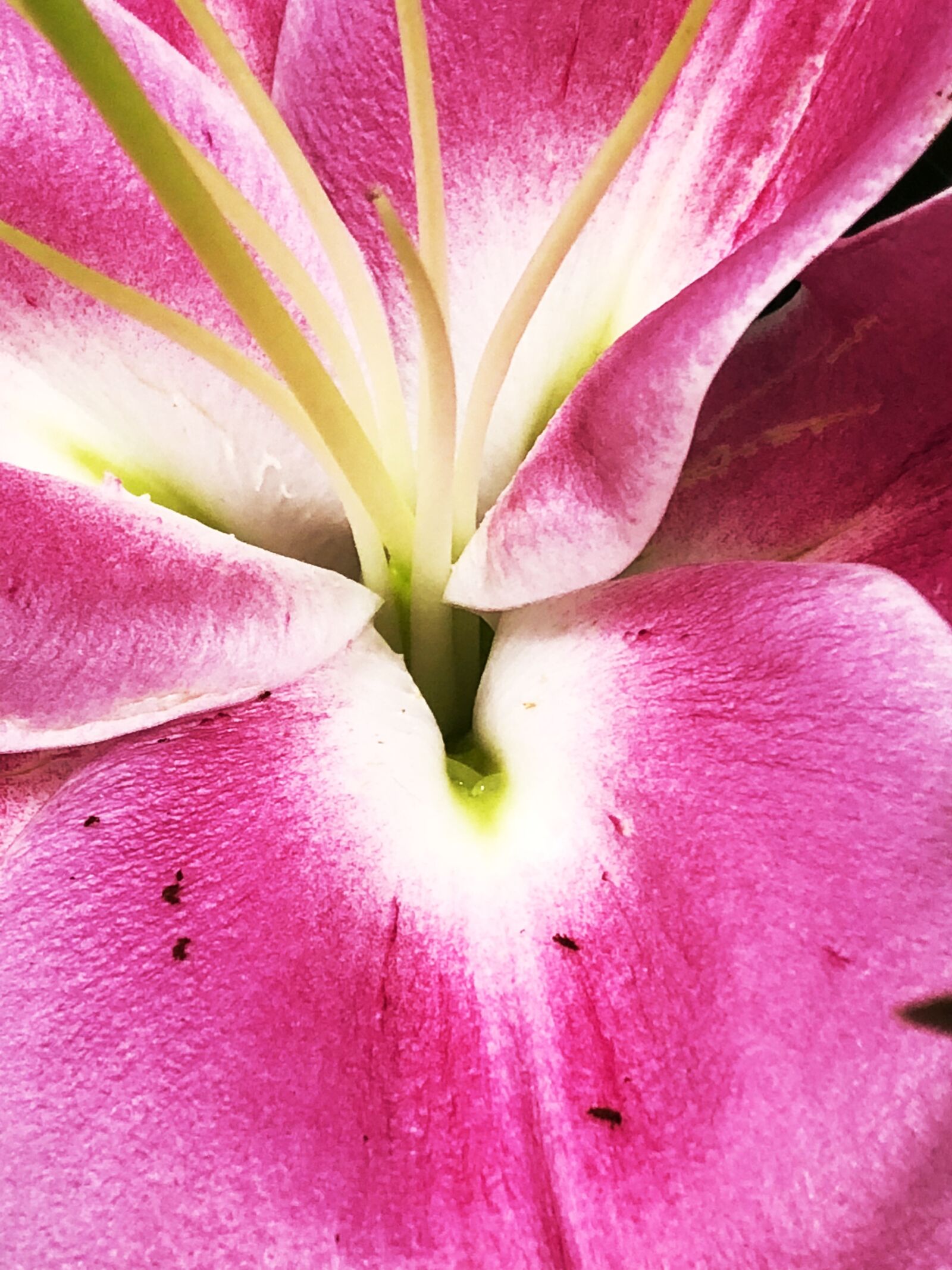 iPhone X back dual camera 4mm f/1.8 sample photo. Flower, nature, plant photography