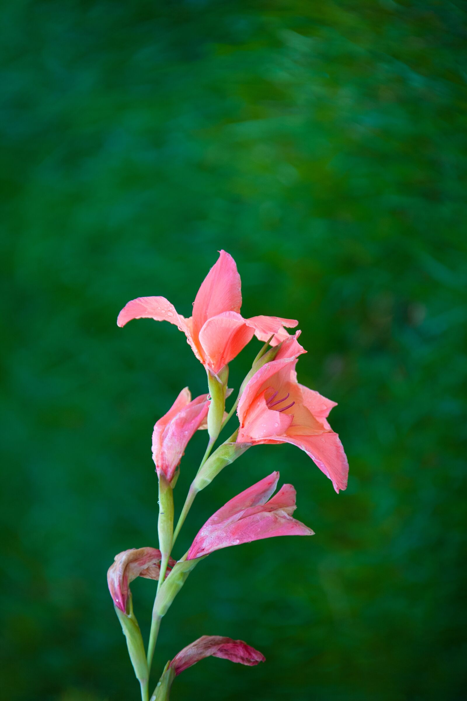 Canon EOS 5D sample photo. Flower, pink, blossom photography
