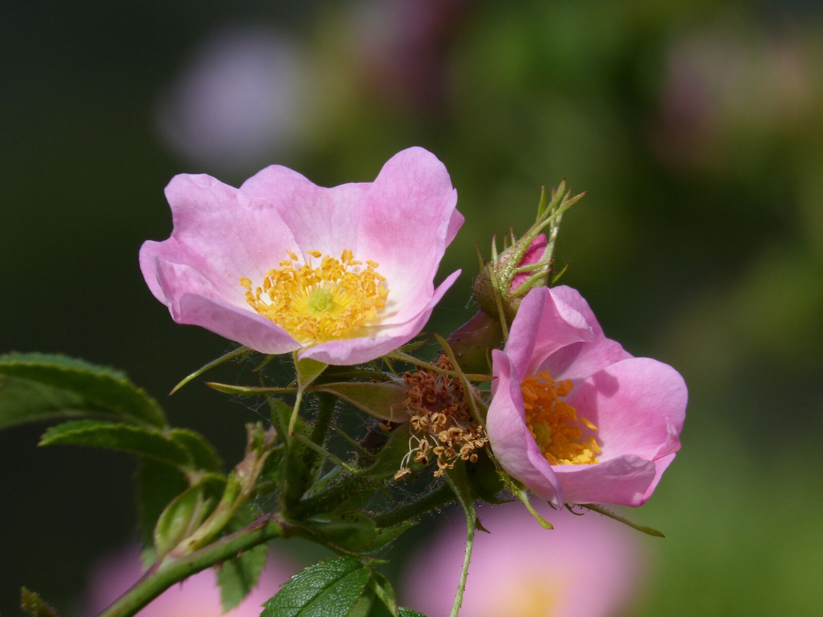 Panasonic DMC-FZ62 sample photo. Flower, wild flower, rosa photography