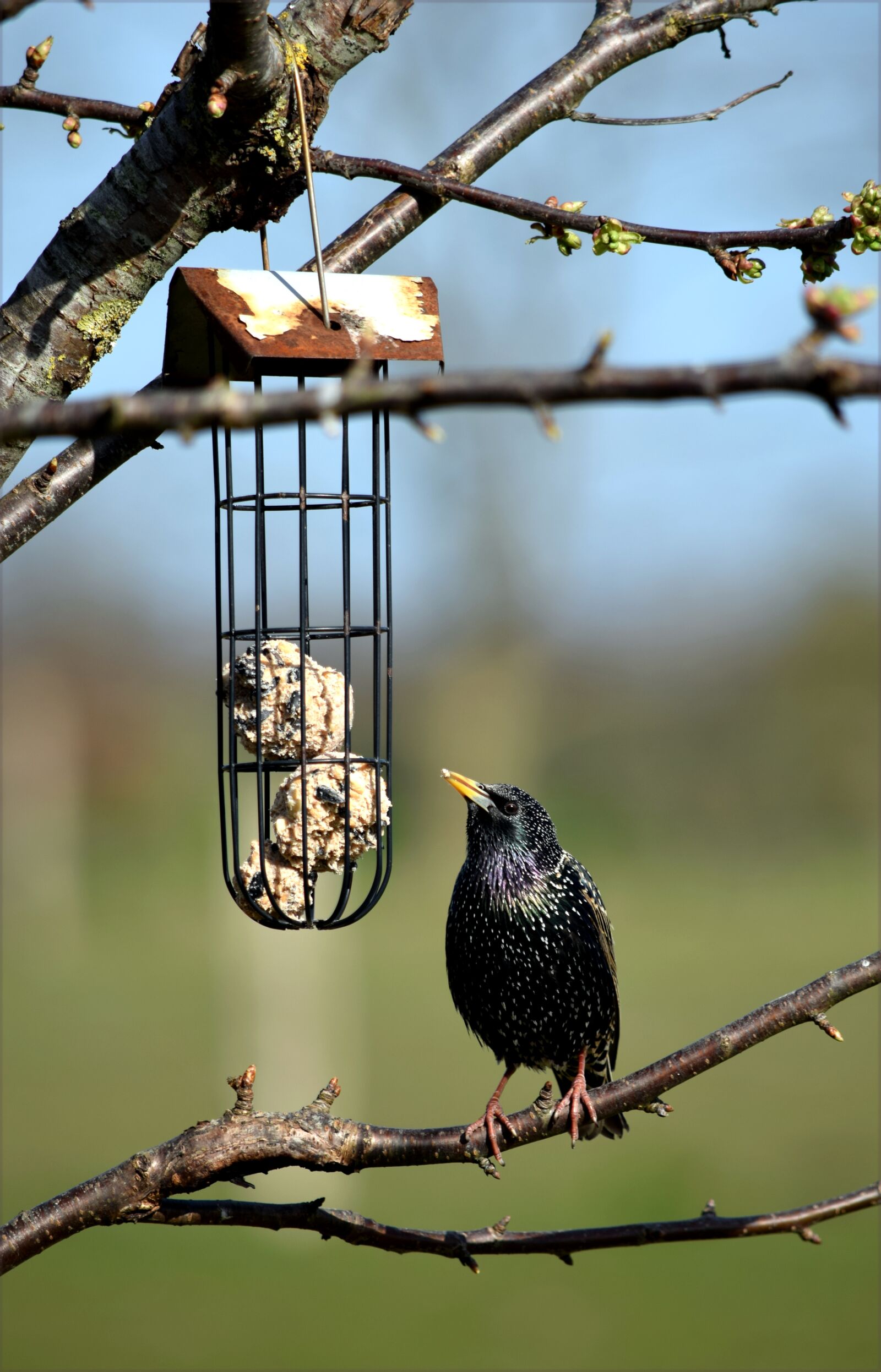 Nikon D5300 sample photo. Bird, star, nature photography