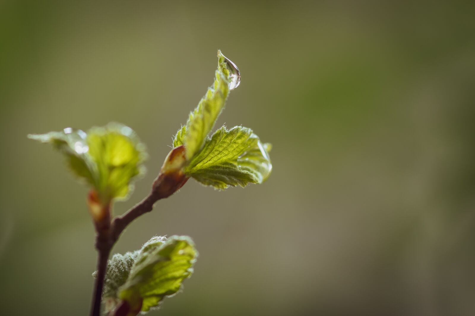 Canon EOS 70D sample photo. Spring, leaves, sun photography