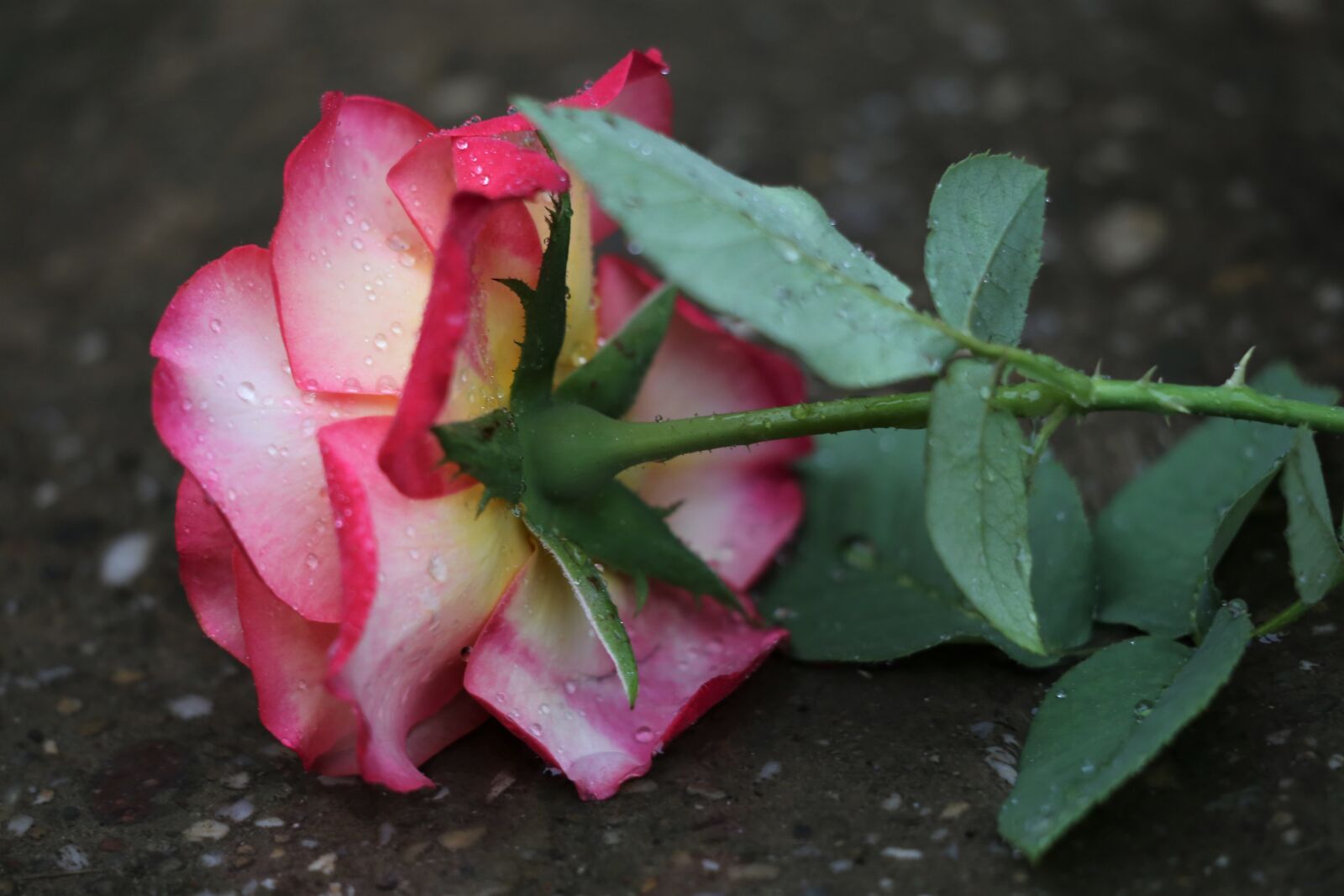 Canon EF 70-300 F4-5.6 IS II USM sample photo. Red yellow rose in photography