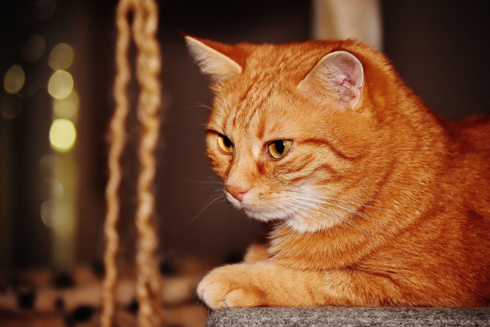 Nikon D7200 sample photo. Cat, red, funny photography