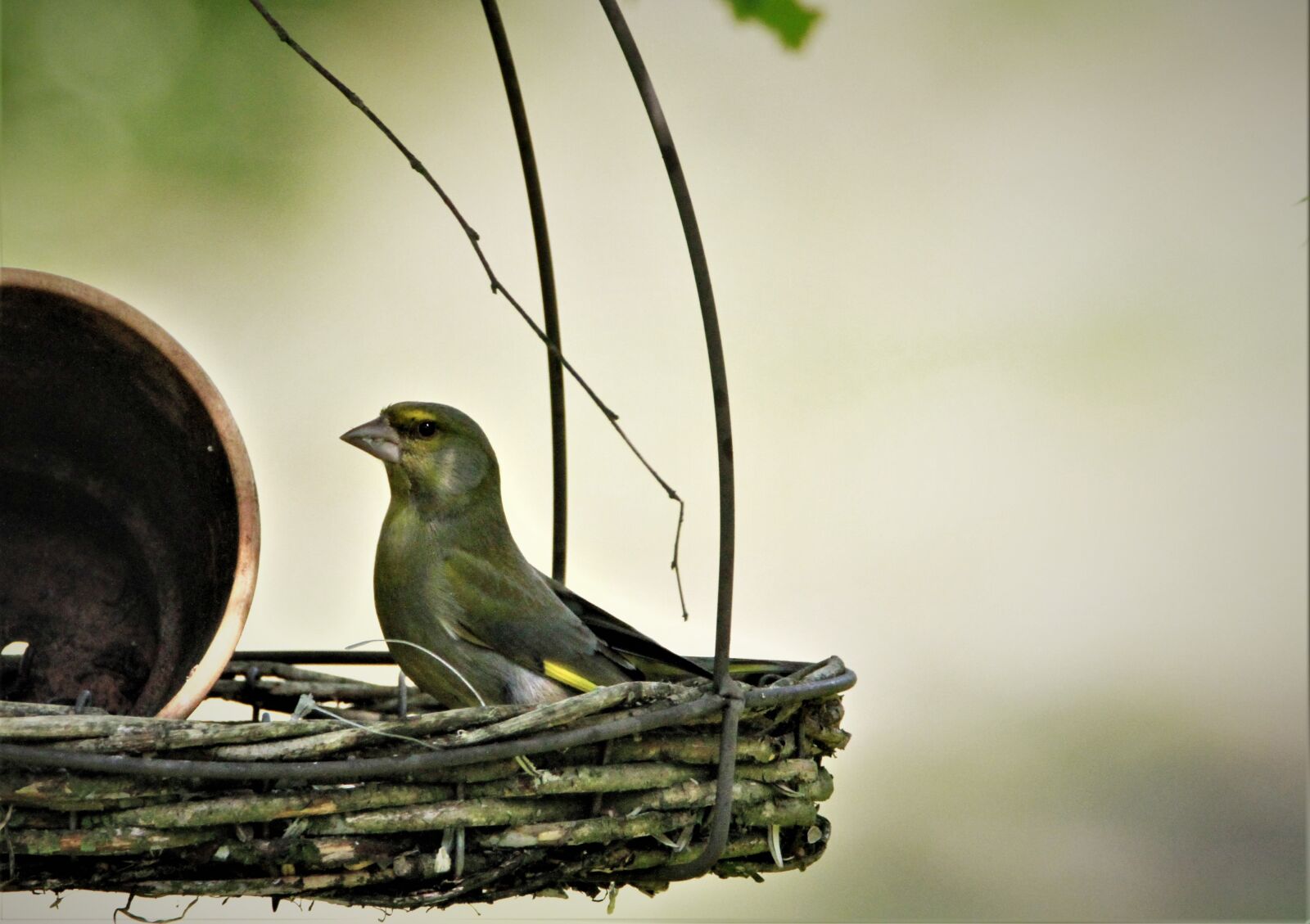 Canon EOS 7D sample photo. Greenfinch, fink, bird photography
