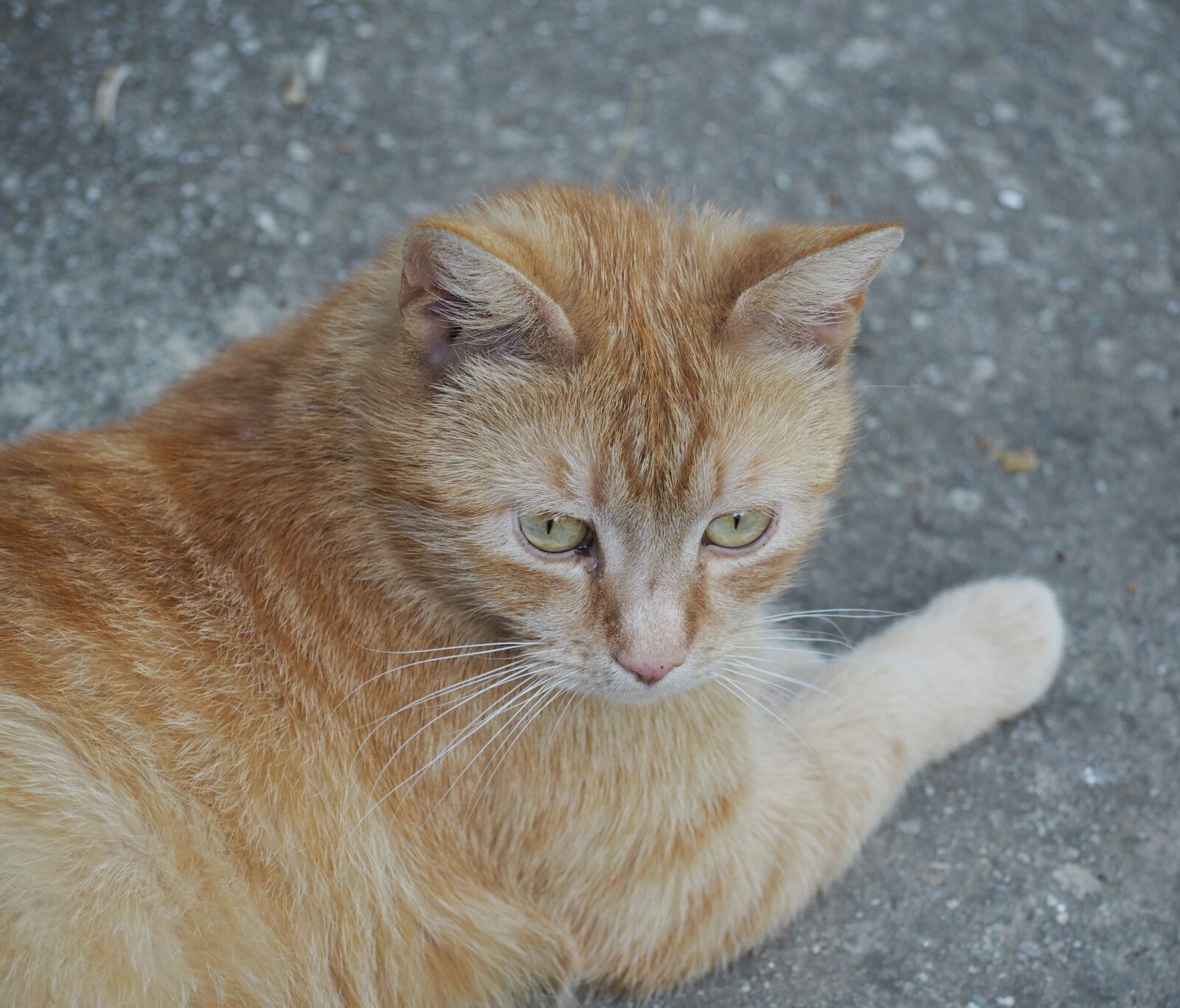 Olympus PEN E-PL7 sample photo. Kitten, cat, feline photography