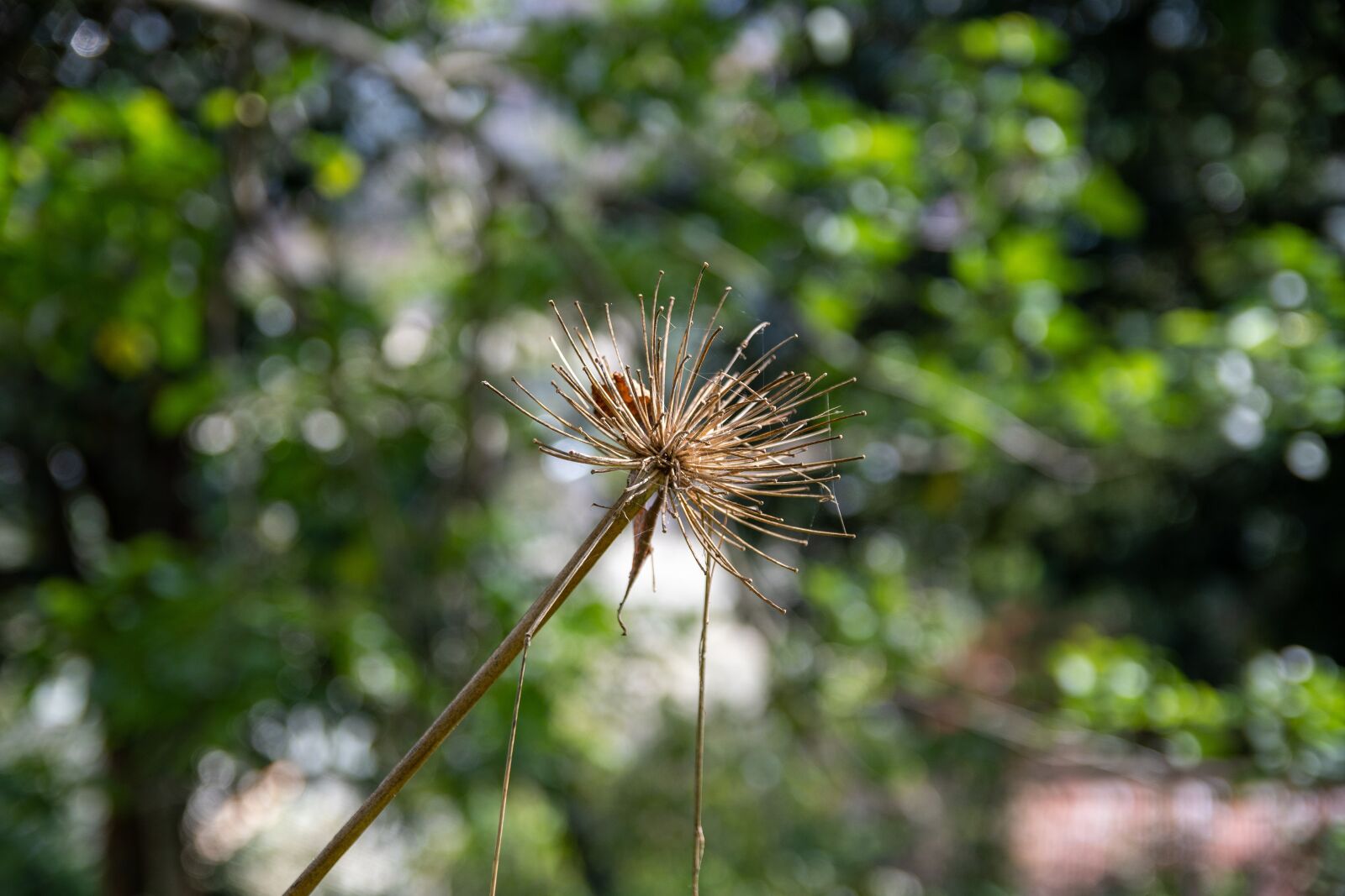 Nikon D7500 sample photo. Withered flower, flower, da photography