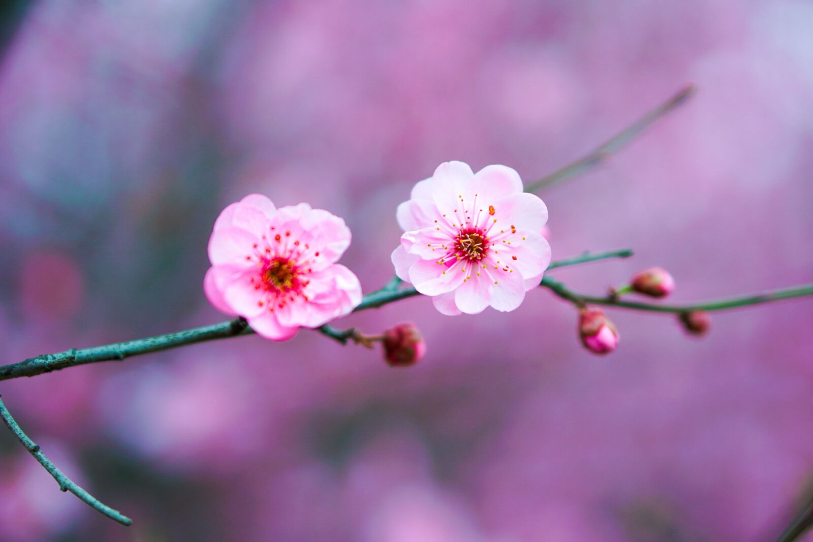 E 50mm F1.8 OSS sample photo. Flower, peach blossom, pink photography