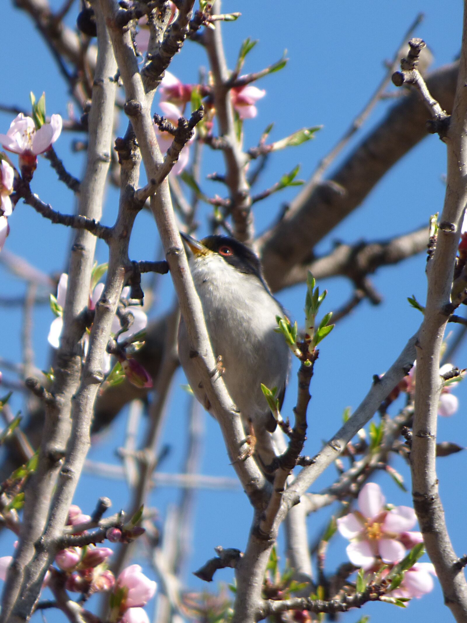 Panasonic Lumix DMC-FZ70 sample photo. Sardinian warbler, tallarol capnegre photography