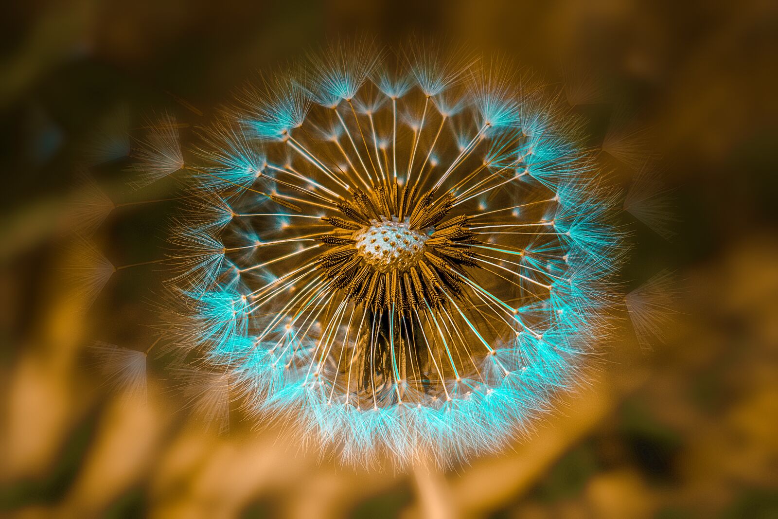 Nikon D3400 sample photo. Dandelion, flower, spring photography