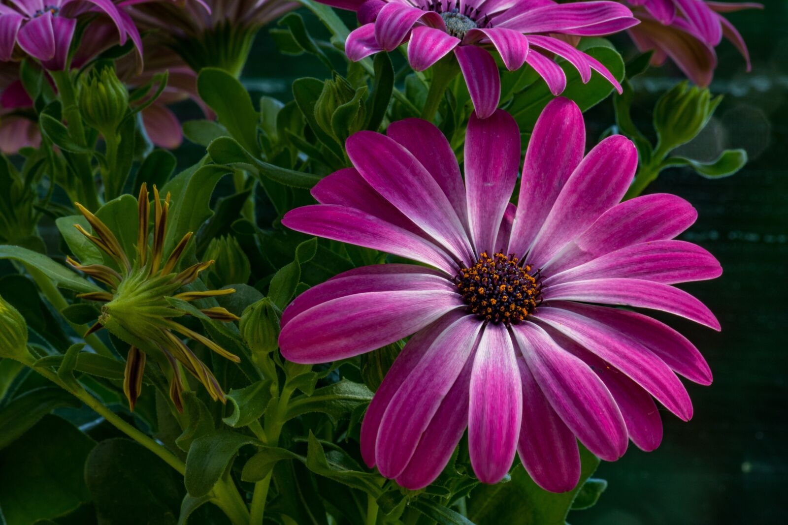Canon EOS 750D (EOS Rebel T6i / EOS Kiss X8i) sample photo. African daisy, kmop, pink photography