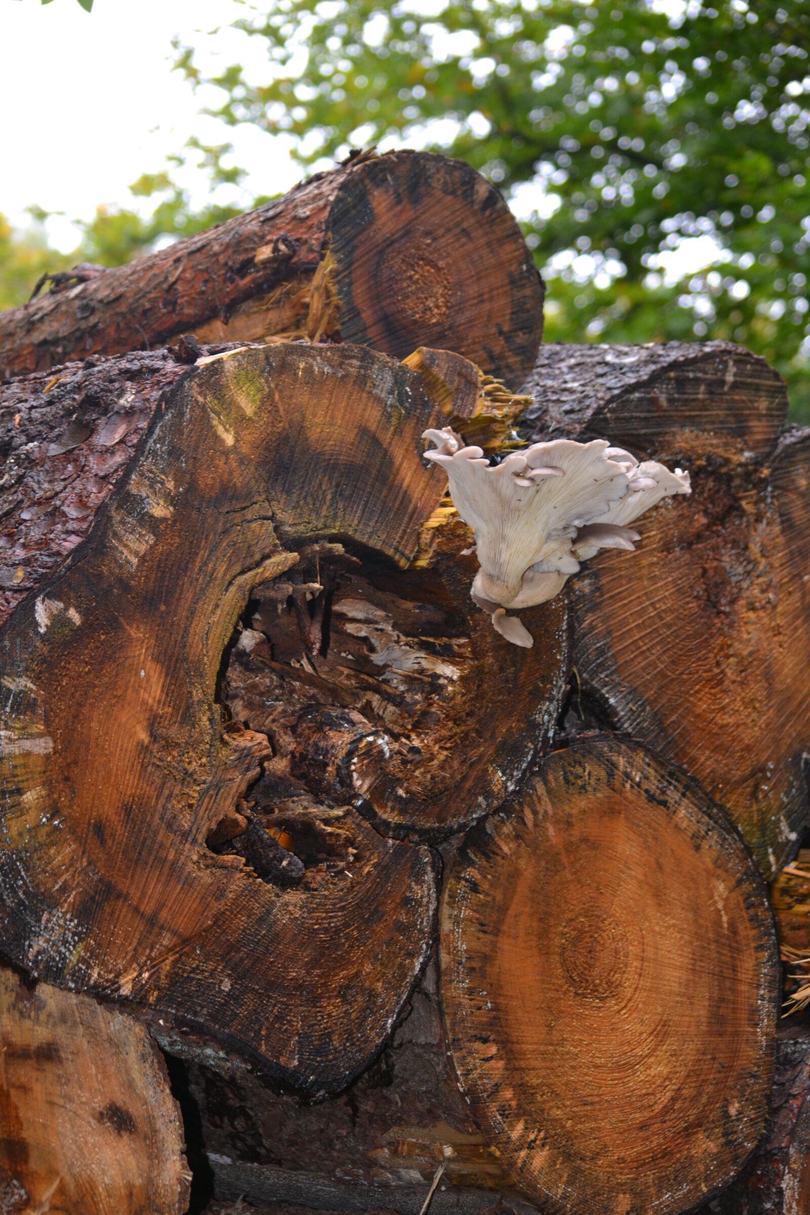 Nikon D3100 sample photo. Log, mushroom, forest photography