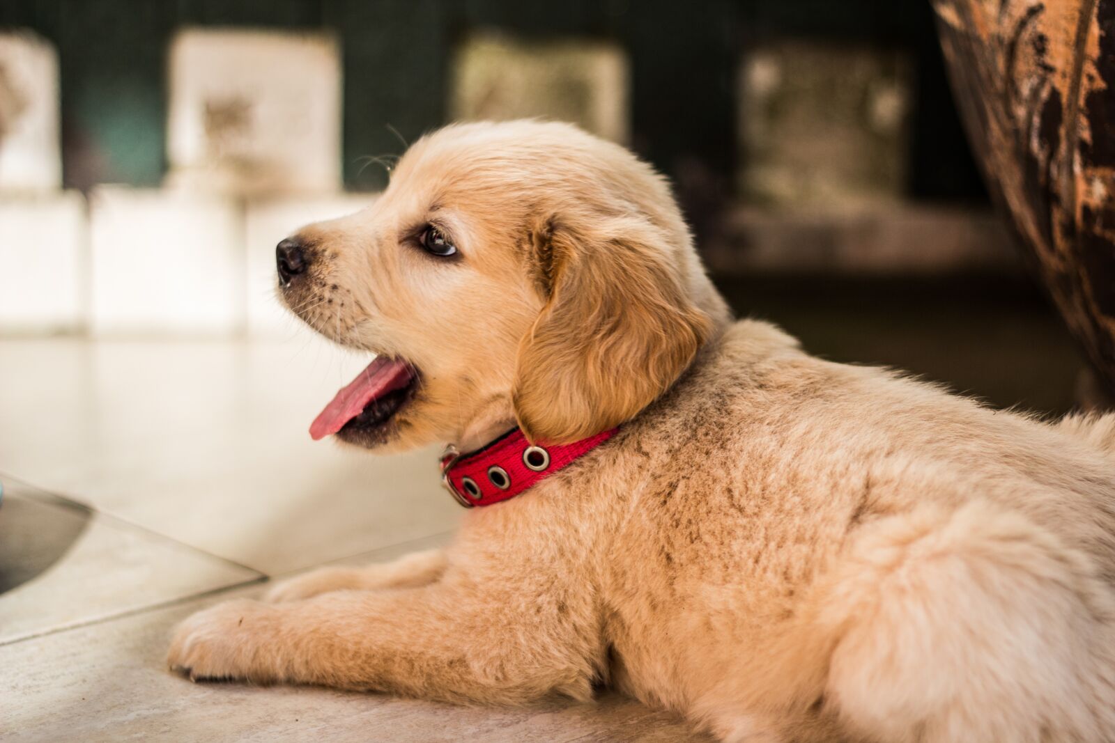 Canon EOS 600D (Rebel EOS T3i / EOS Kiss X5) + Canon EF 50mm F1.8 II sample photo. Puppies, dog, golden retriever photography