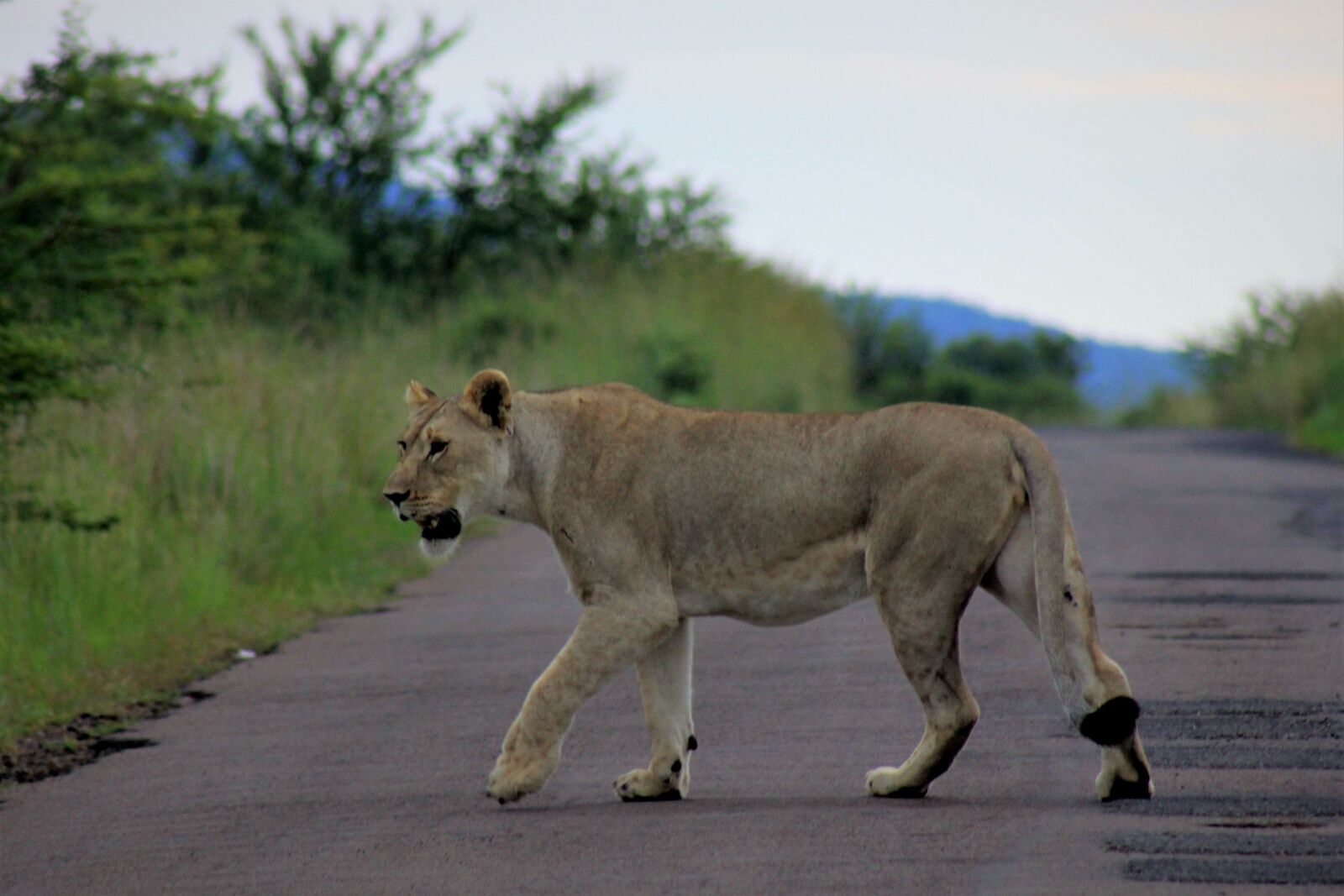 Canon EOS 60D sample photo. Lion, royal, majestic photography