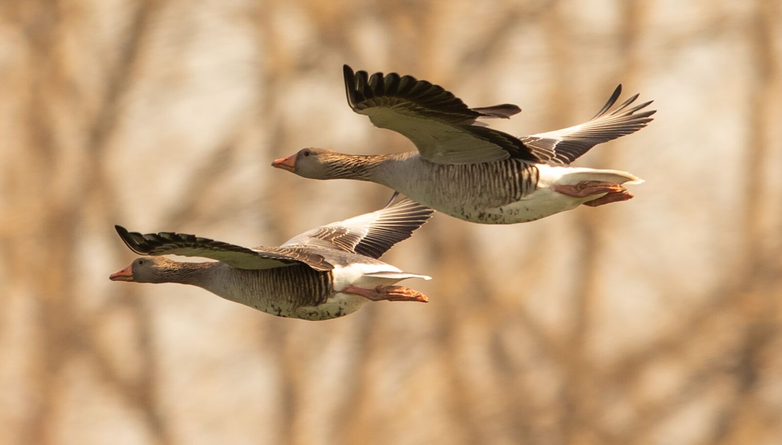 Canon EF 300mm F2.8L IS USM sample photo. Geese, flying goose, glide photography