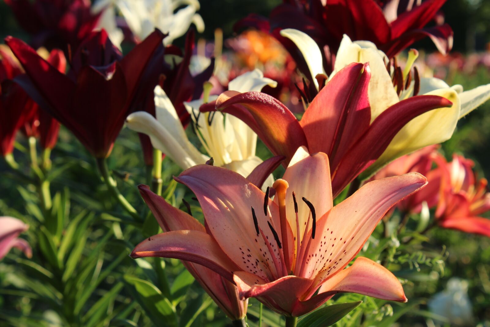Canon EOS 1300D (EOS Rebel T6 / EOS Kiss X80) sample photo. Lilies, red, flower photography