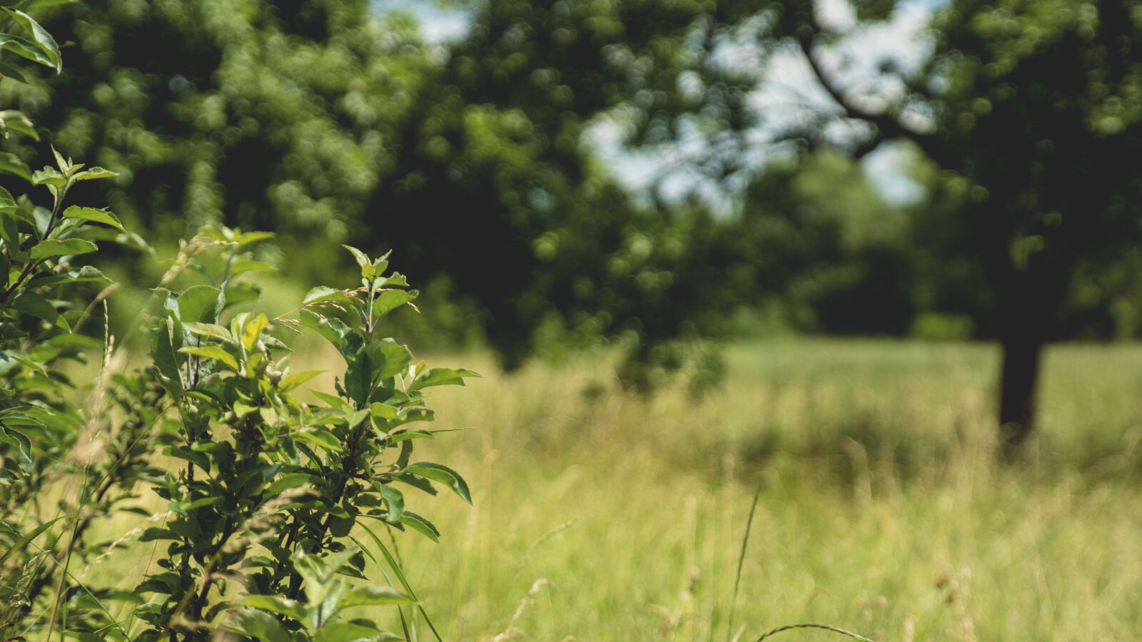 24-70mm F2.8-2.8 SSM sample photo. Green, leaves, meadow, nature photography