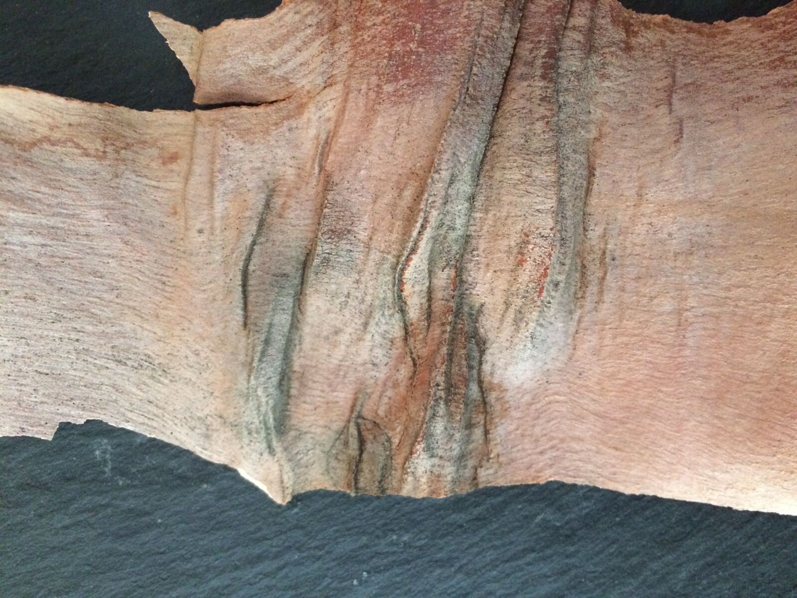 iPhone 5s back camera 4.15mm f/2.2 sample photo. Wood, bark, texture photography
