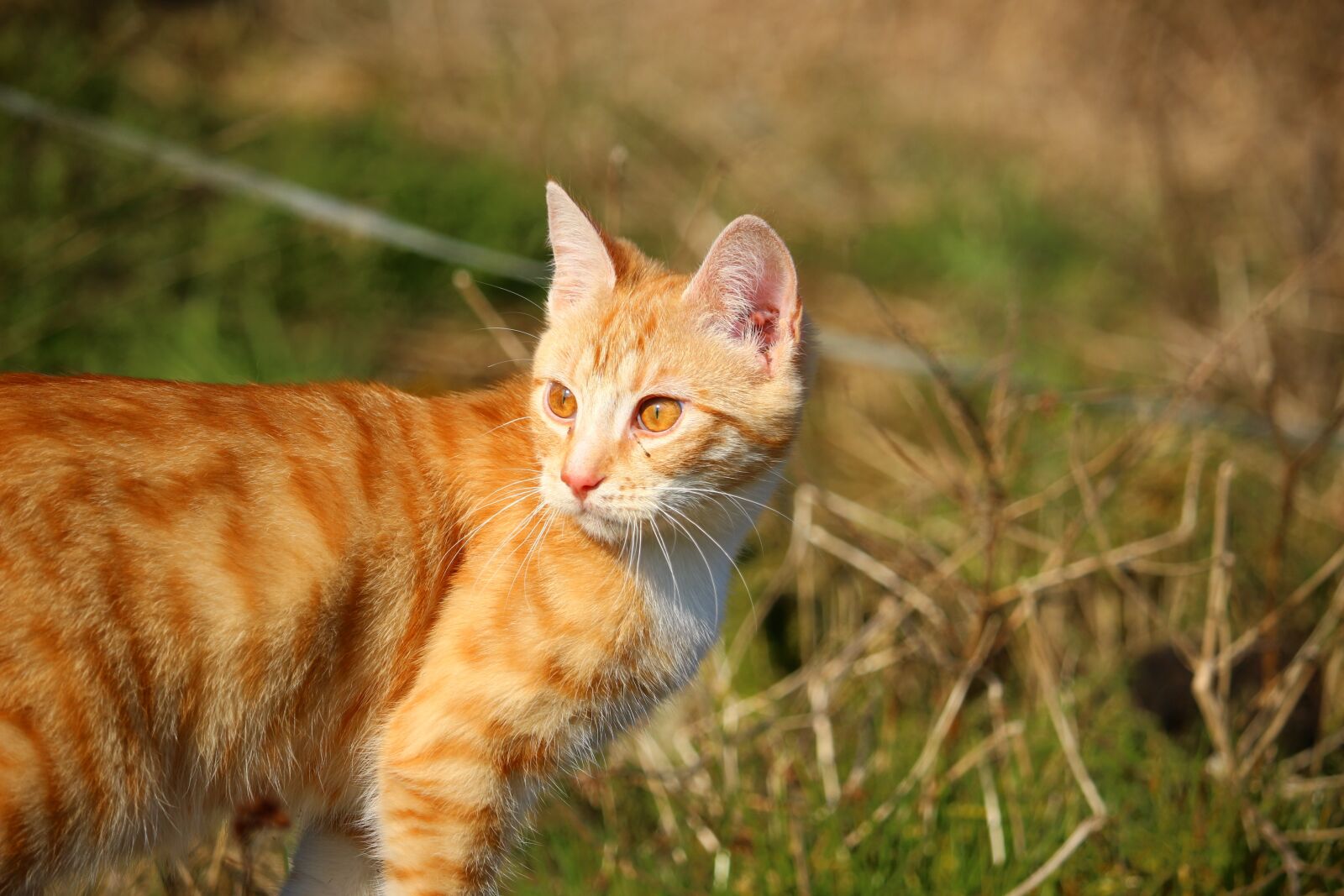 Canon EOS 100D (EOS Rebel SL1 / EOS Kiss X7) sample photo. Cat, kitten, red mackerel photography