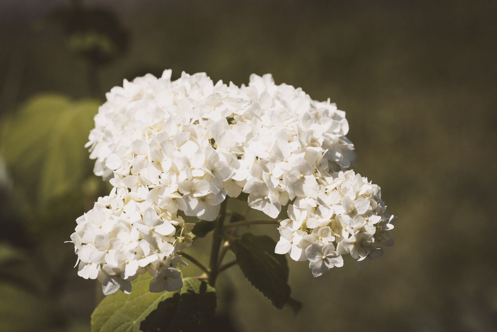 Nikon D750 sample photo. Flowers, flower, white photography