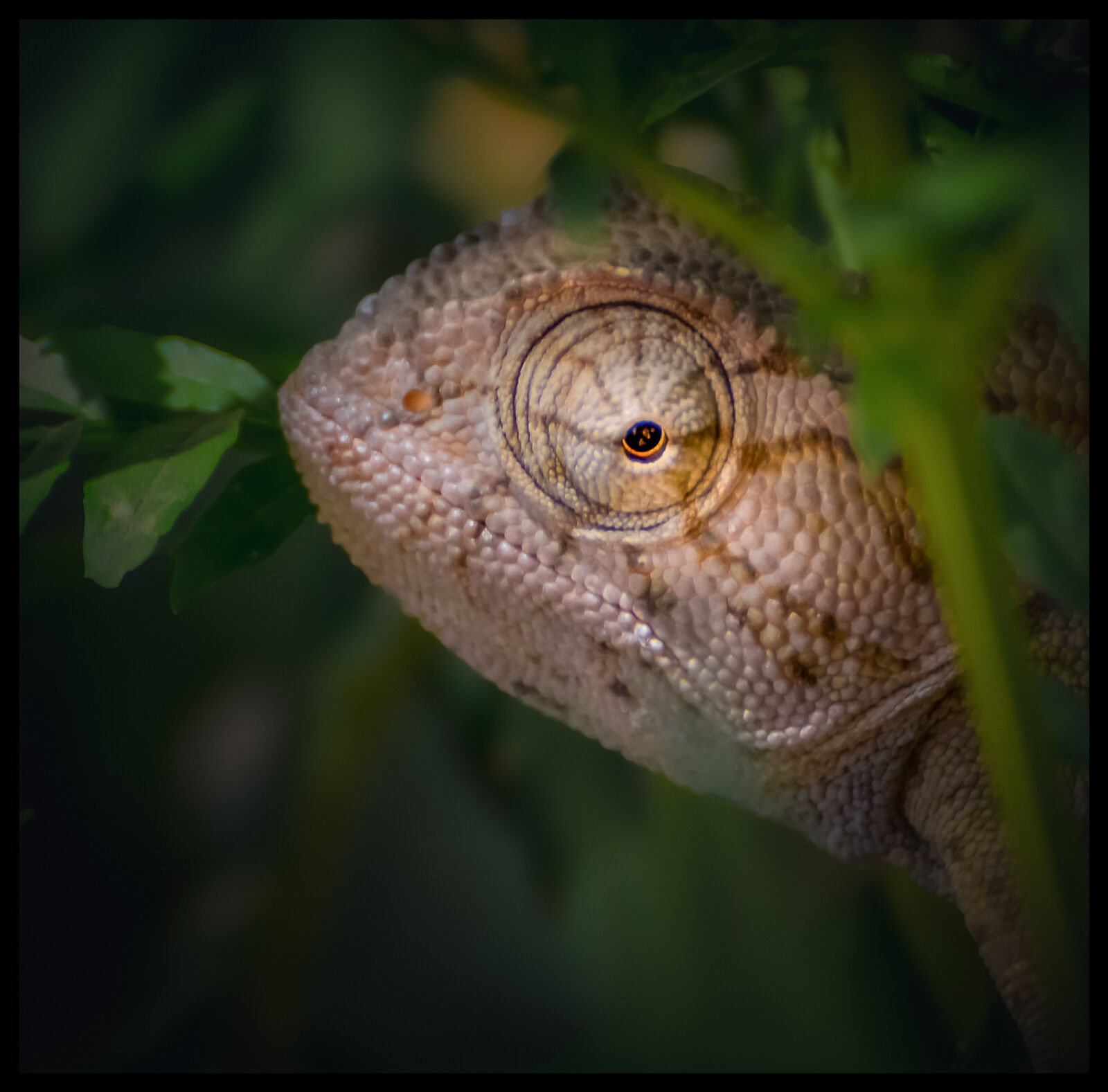 Nikon D5200 sample photo. Eye of the chameleon photography