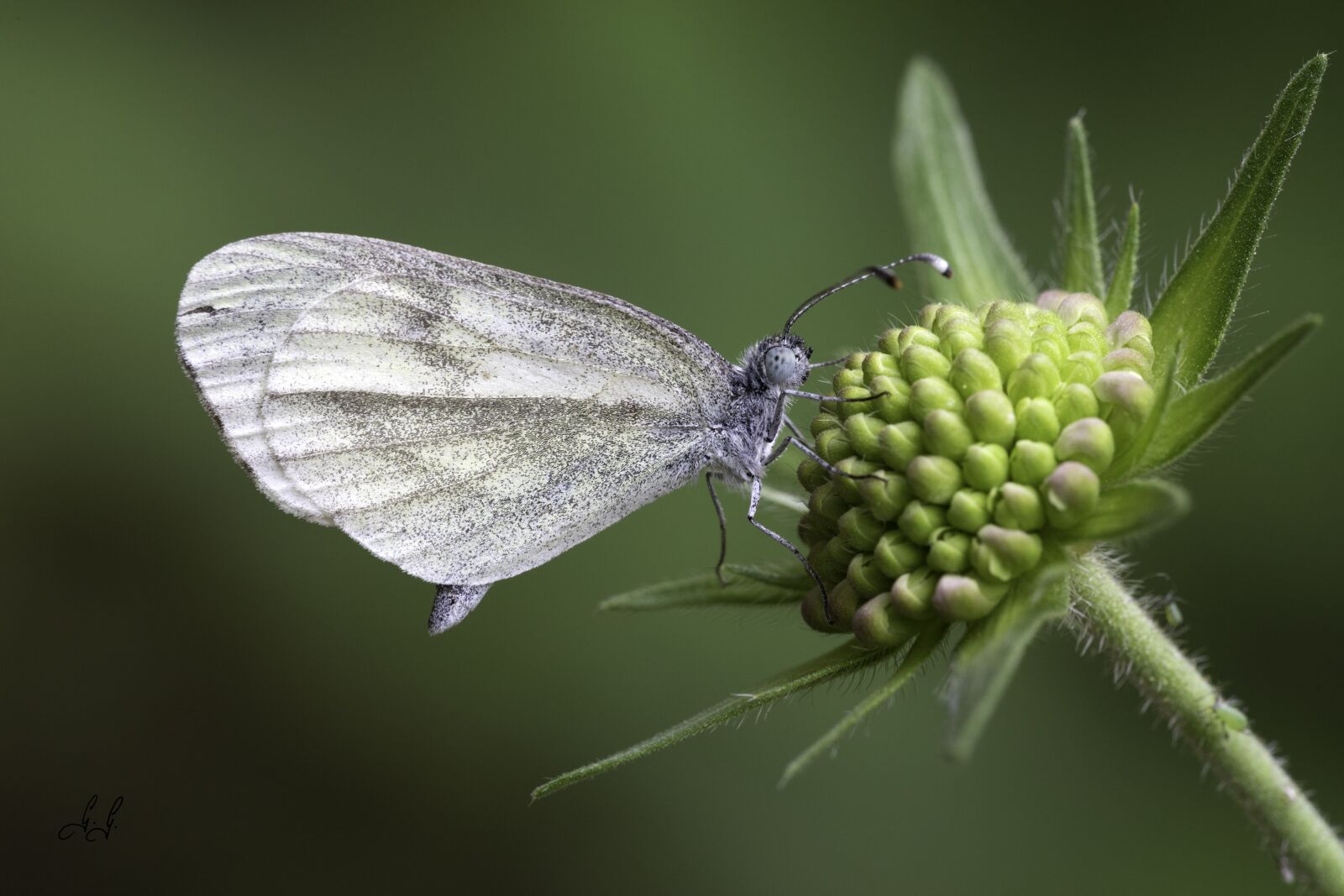 Canon EOS 5D Mark IV sample photo. Butterfly, bud, macro photography