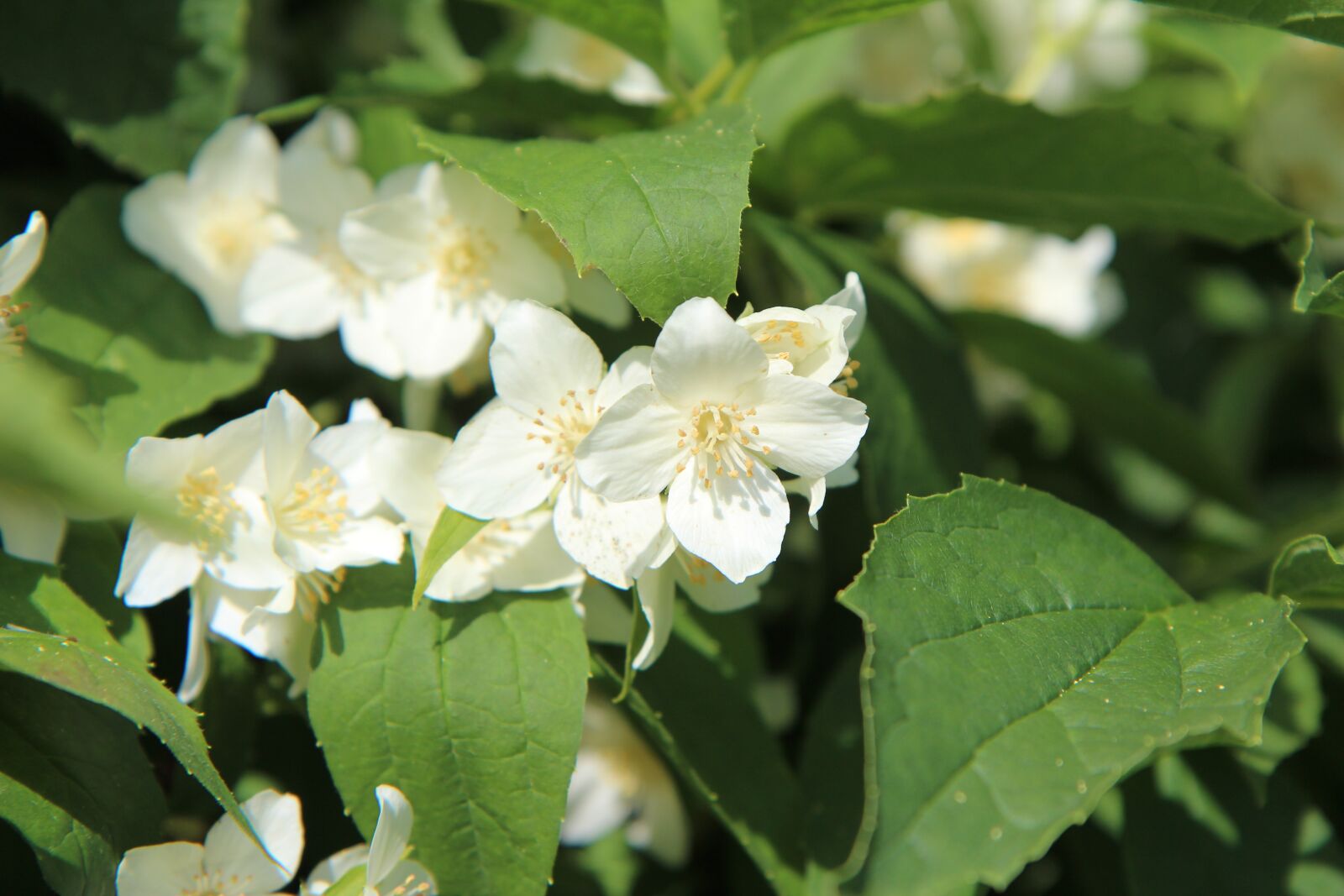 Canon EOS 600D (Rebel EOS T3i / EOS Kiss X5) sample photo. Seringas, mock-orange, seringat photography