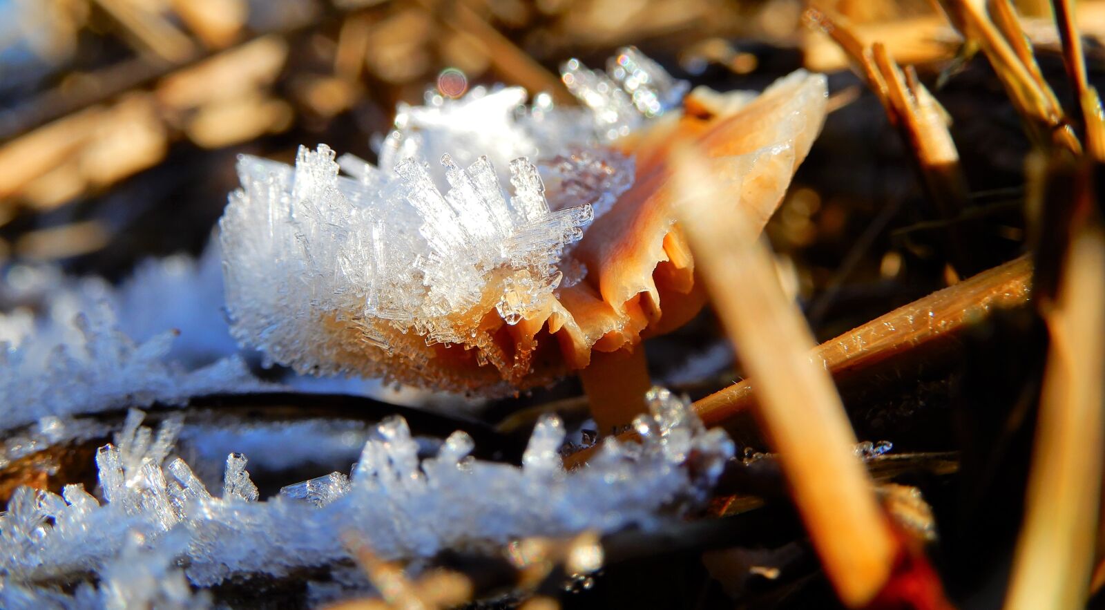Nikon Coolpix A900 sample photo. Mushroom, winter, nature photography