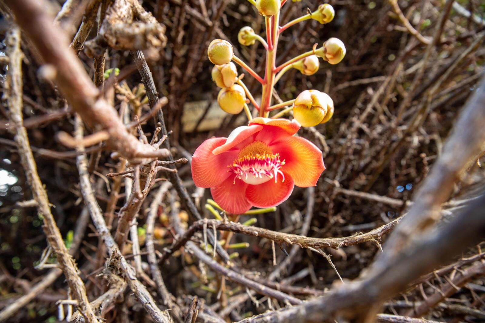 Tamron SP 24-70mm F2.8 Di VC USD sample photo. Exotic flower, tropical flower photography