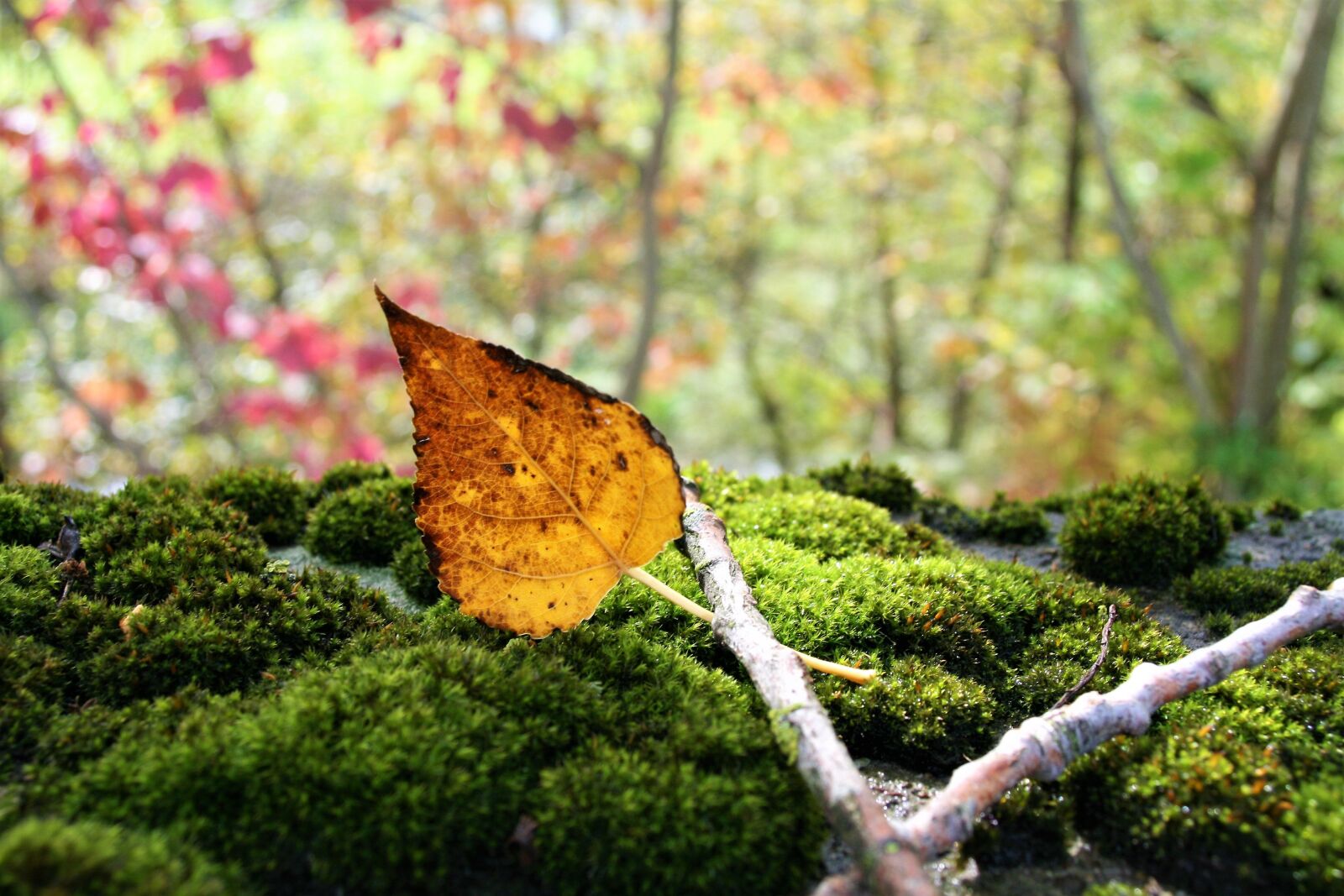 Canon EOS 400D (EOS Digital Rebel XTi / EOS Kiss Digital X) sample photo. Moss, autumn gold, yellow photography