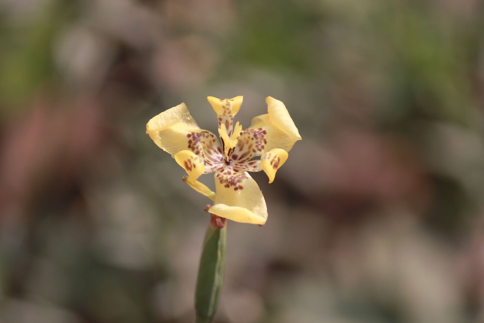 Canon EOS 60D + Canon EF-S 55-250mm F4-5.6 IS sample photo. Yellow flower, nature, blur photography