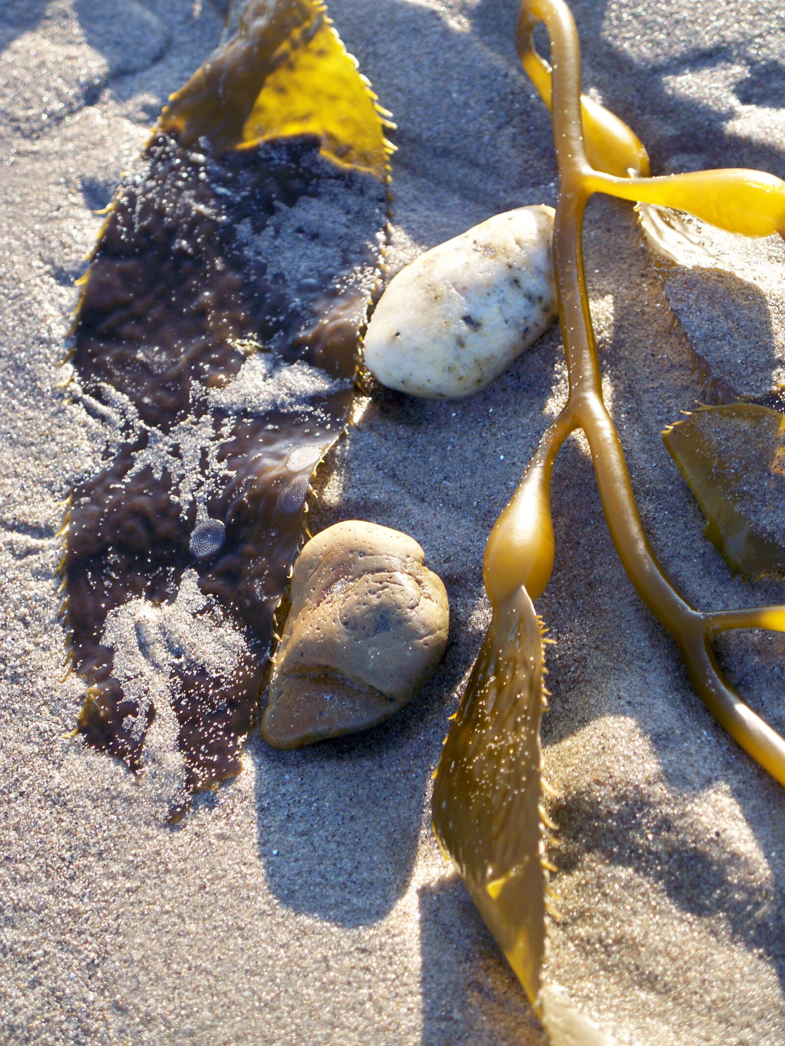 Kodak EASYSHARE Z1485 IS DIGITAL CAMERA sample photo. Sand, beach, nature photography