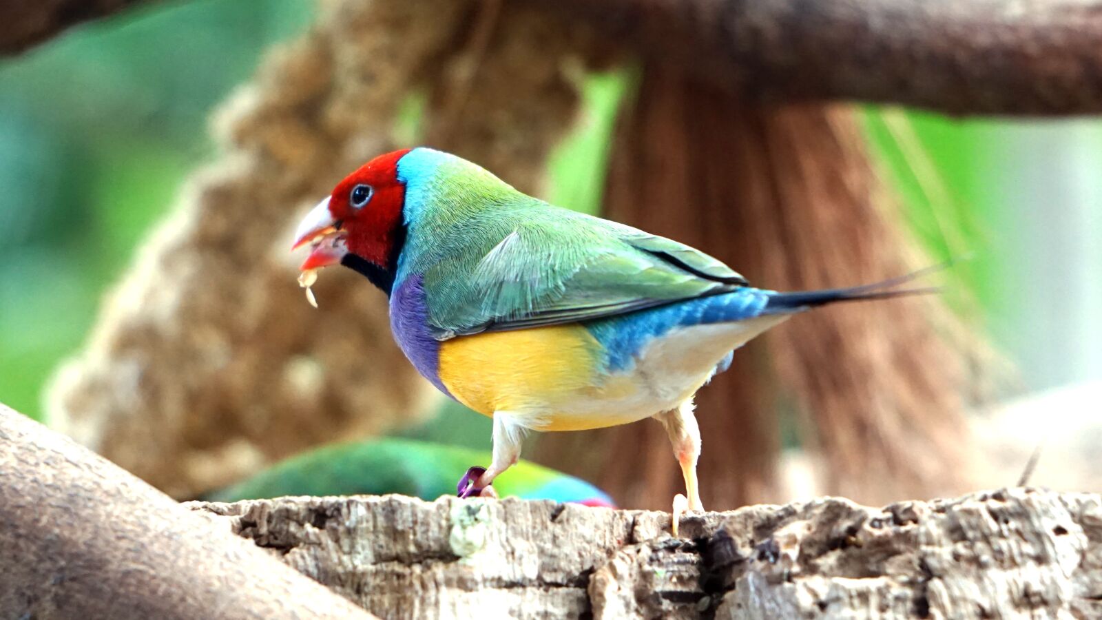 Sony E 55-210mm F4.5-6.3 OSS sample photo. Erytrura, gouldiae, gouldian photography