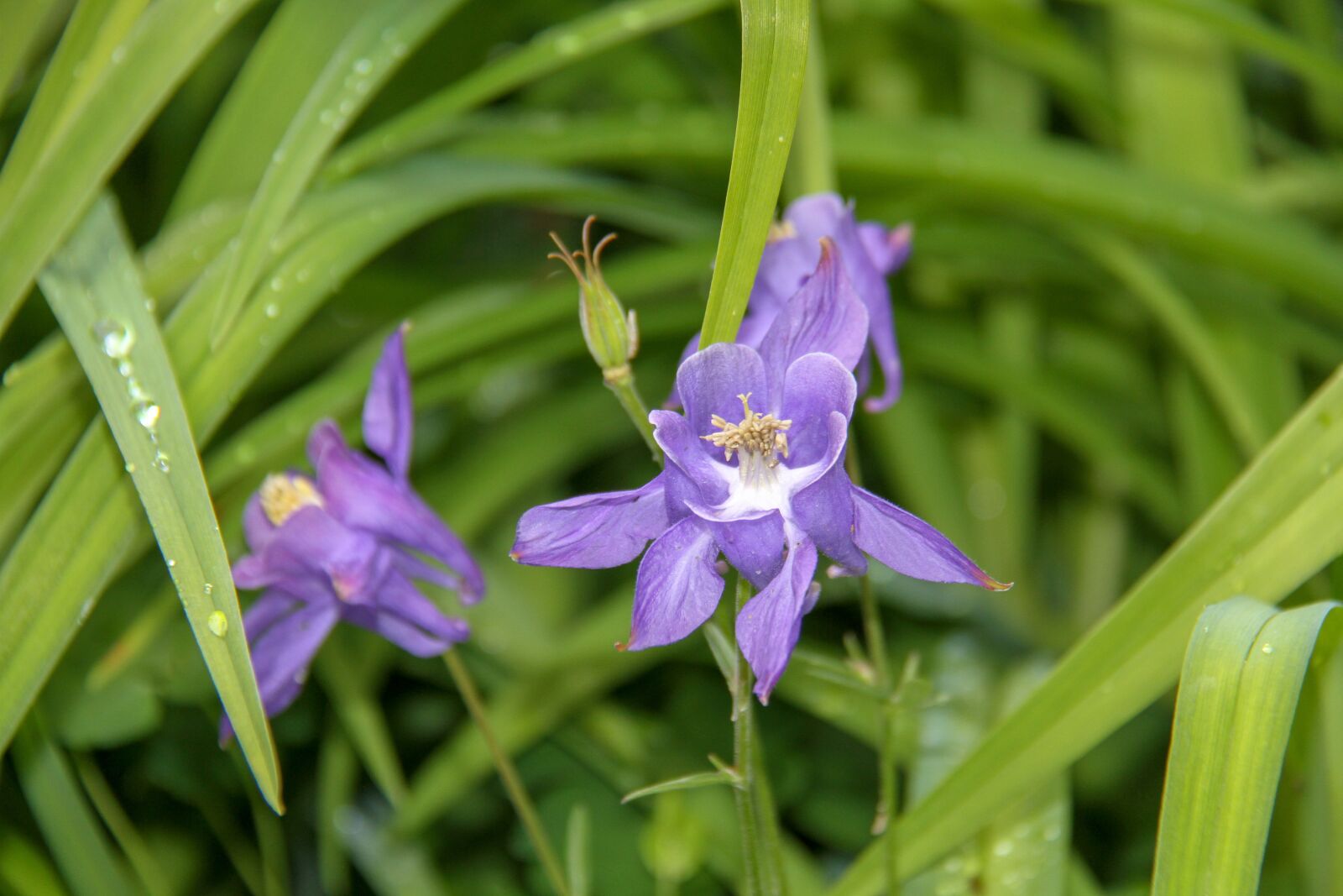 Canon EOS 7D sample photo. Columbine, garden, blue photography