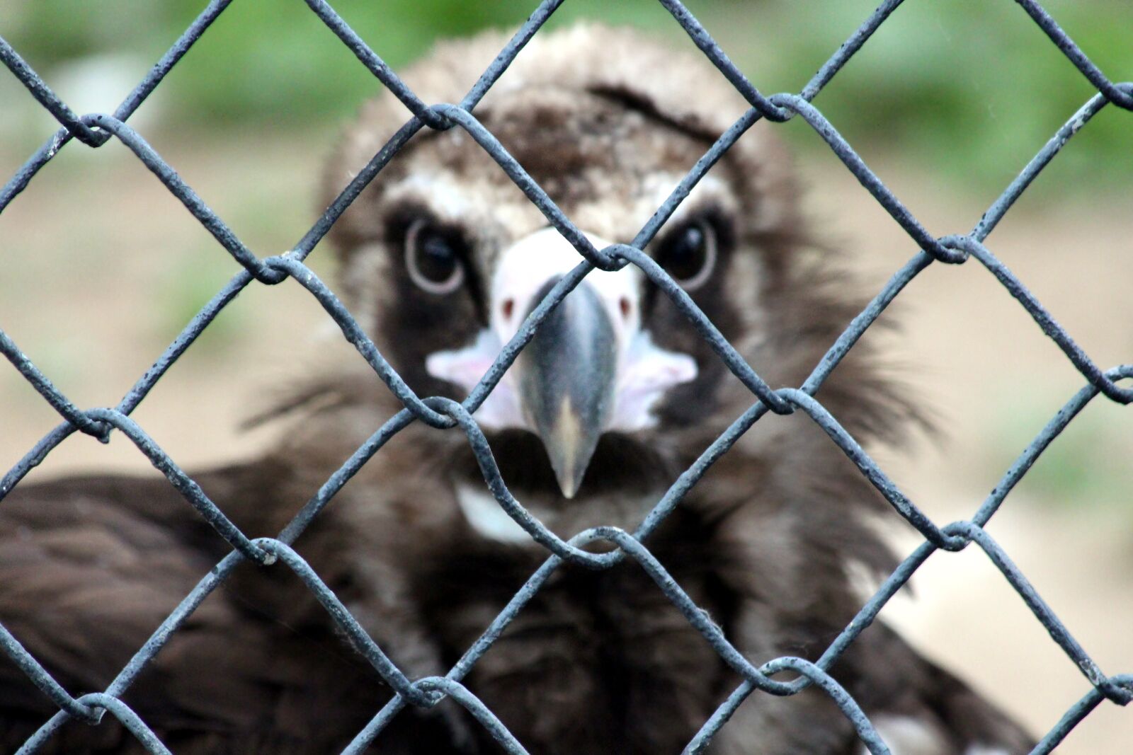 Canon EOS 650D (EOS Rebel T4i / EOS Kiss X6i) sample photo. Vulture, black vulture, aegypius photography