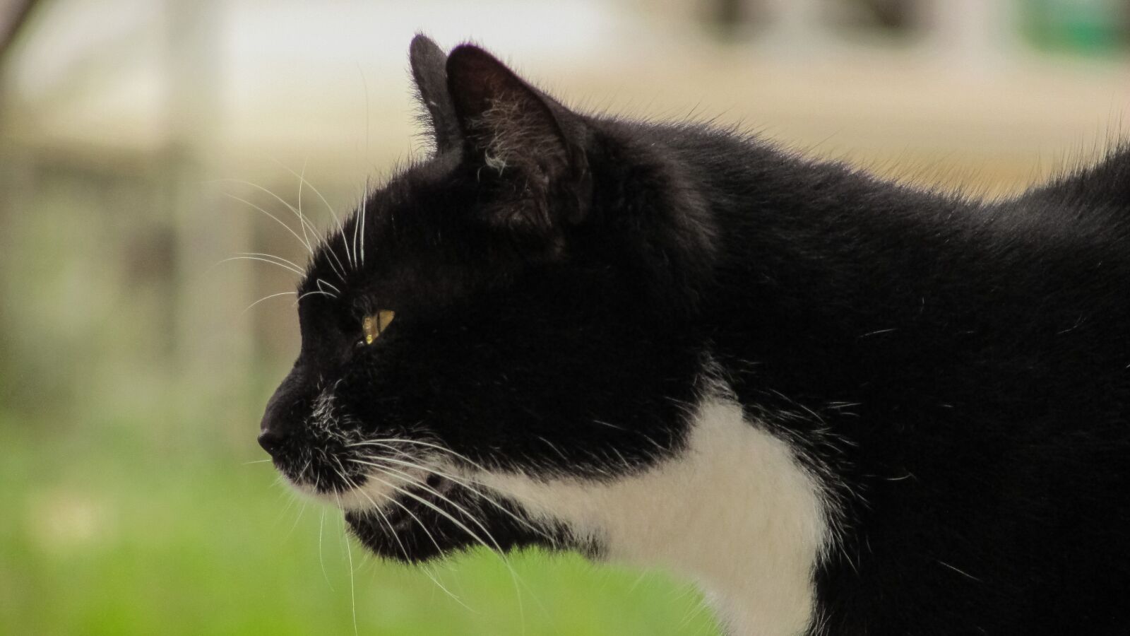 Canon PowerShot SX400 IS sample photo. Cat, hunting, alert photography