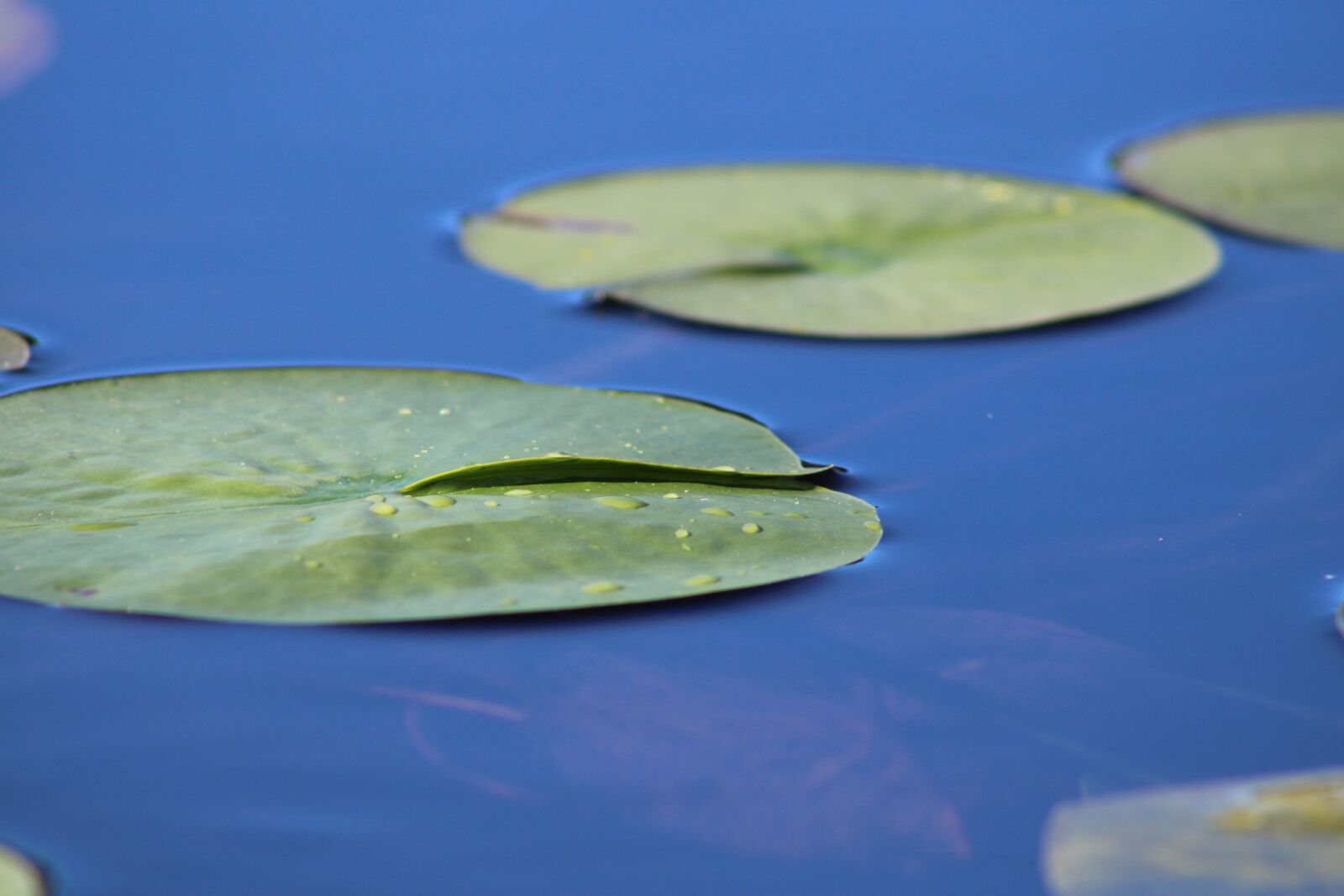 Canon EOS 2000D (EOS Rebel T7 / EOS Kiss X90 / EOS 1500D) sample photo. Lily pad, water, pond photography