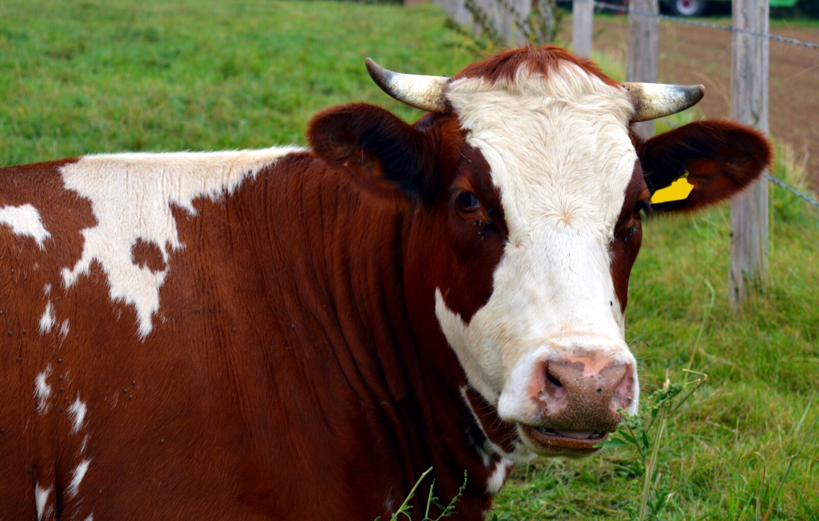 Nikon D3200 sample photo. Cow, milk, beef photography