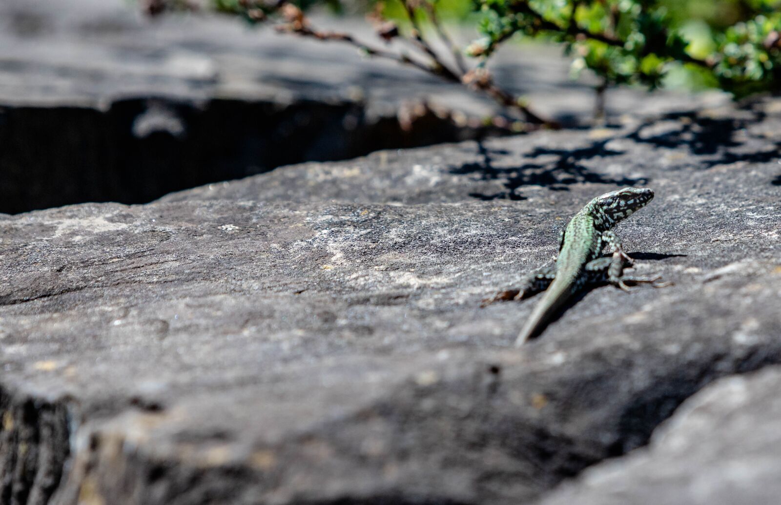 Canon EF 70-200mm F2.8L IS USM sample photo. Lizard, stone, reptile photography