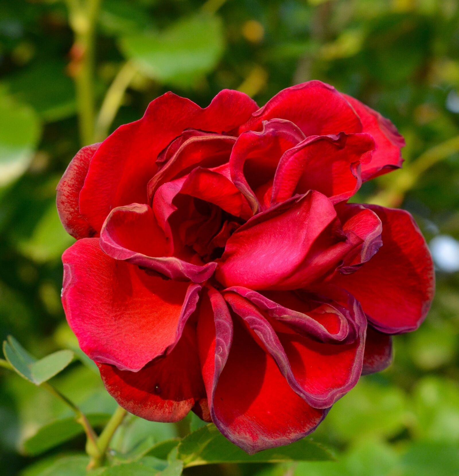 Nikon D5200 sample photo. Rose, garden, flower photography