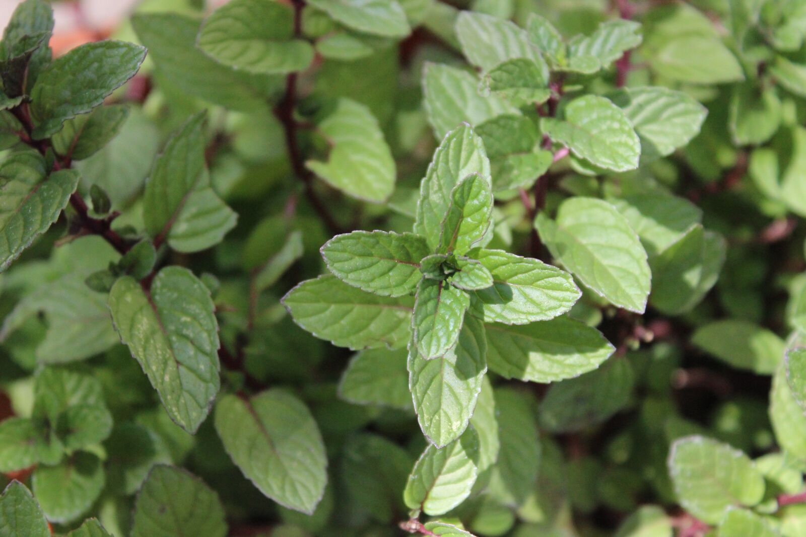 Canon EOS 600D (Rebel EOS T3i / EOS Kiss X5) sample photo. Peppermint, plant, natural photography