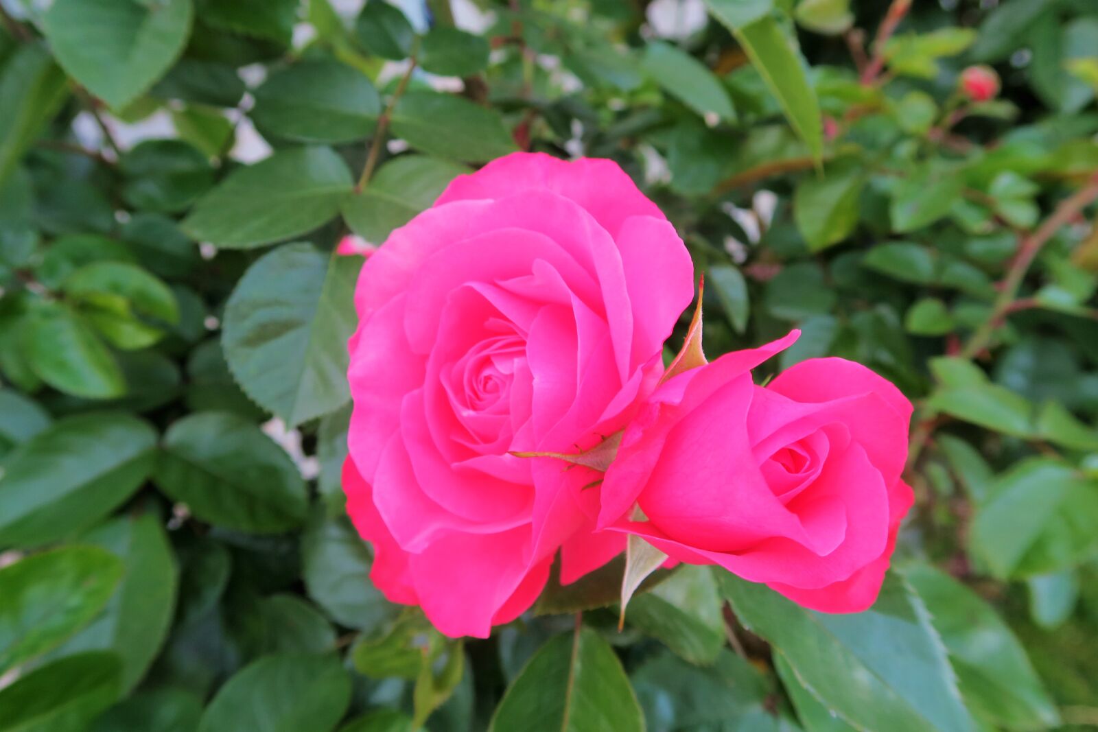 Canon PowerShot G7 X sample photo. Rose, red, roses photography