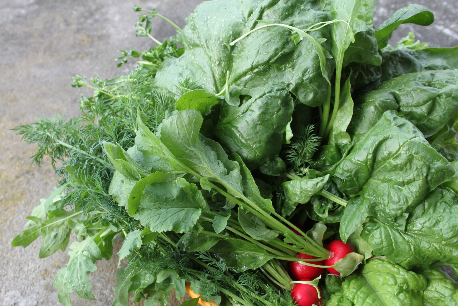Canon EOS 500D (EOS Rebel T1i / EOS Kiss X3) sample photo. Lettuce, cabbage, young cabbage photography