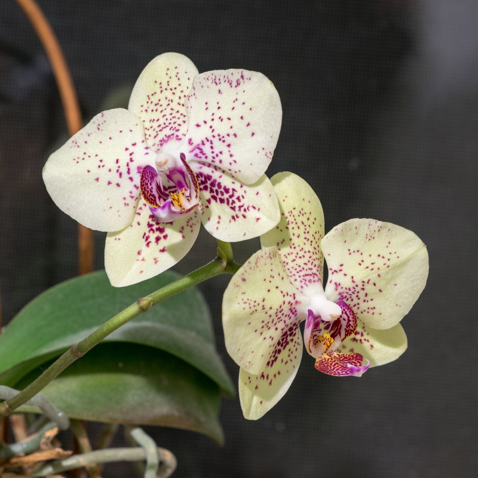 Nikon D850 sample photo. Phalaenopsis, orchid, flower photography