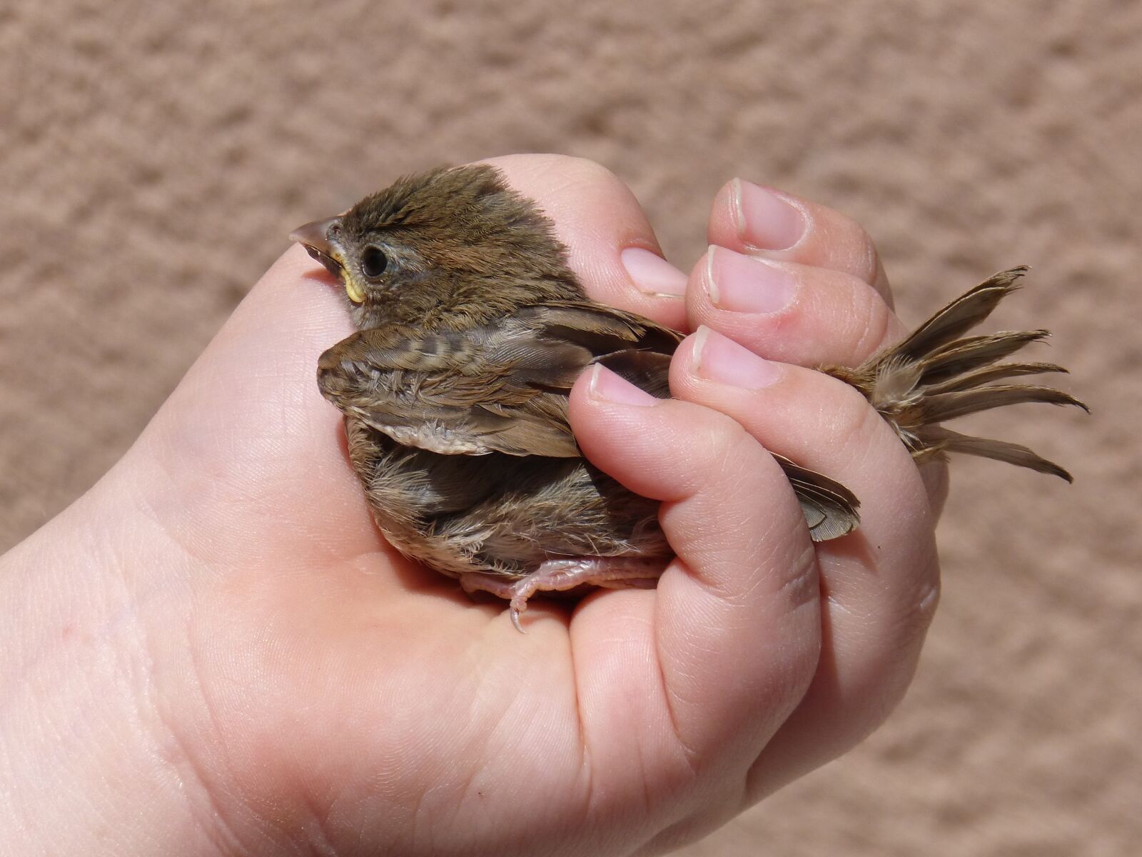 Panasonic DMC-FZ62 sample photo. Sparrow, chick, hand photography